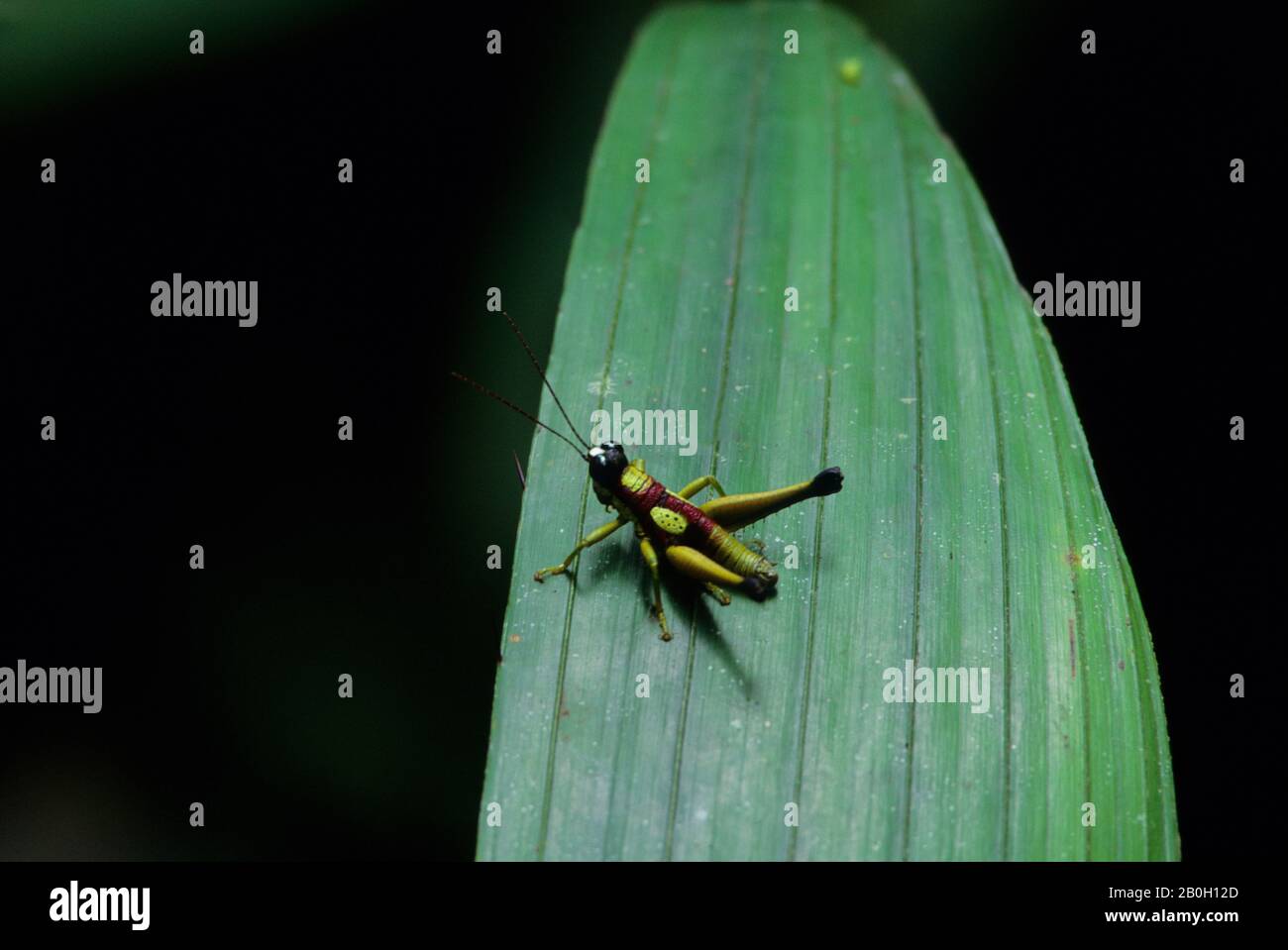 ECUADOR, BACINO AMAZZONICO, RIO NAPO, FORESTA PLUVIALE, GRASSHOPPER SU FOGLIA Foto Stock