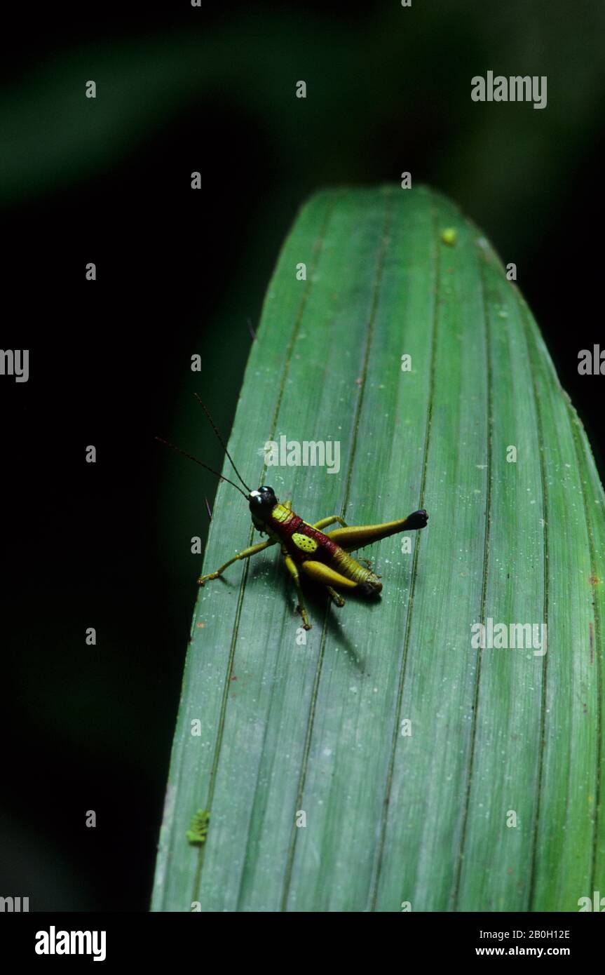ECUADOR, BACINO AMAZZONICO, RIO NAPO, FORESTA PLUVIALE, GRASSHOPPER SU FOGLIA Foto Stock