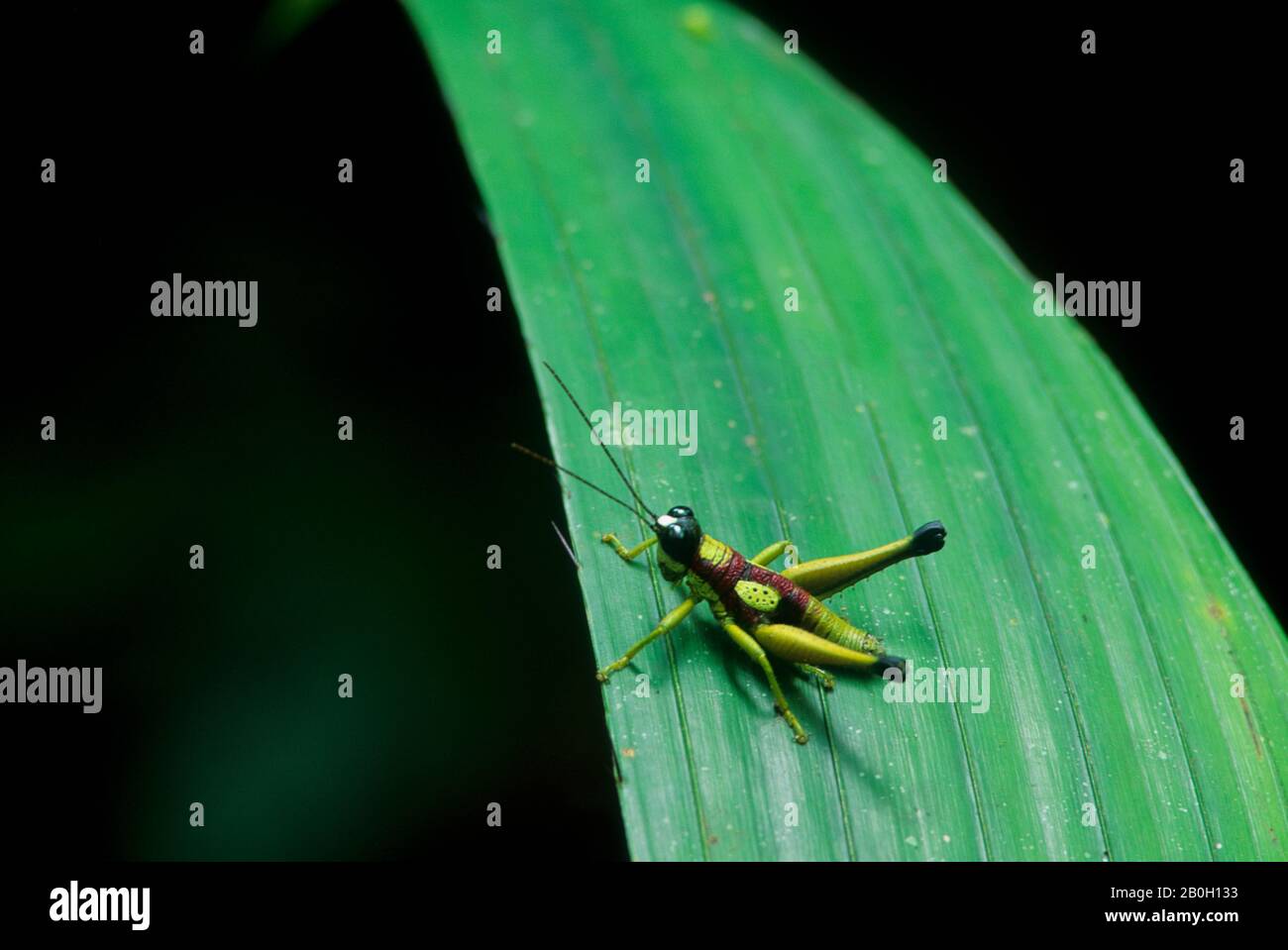 ECUADOR, BACINO AMAZZONICO, RIO NAPO, FORESTA PLUVIALE, GRASSHOPPER SU FOGLIA Foto Stock