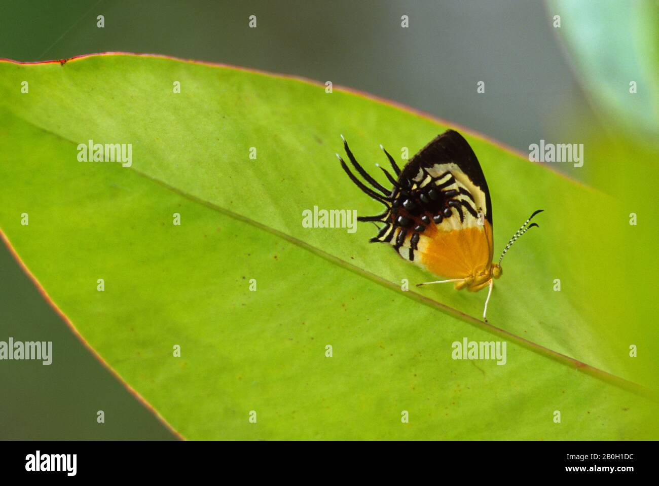 ECUADOR, BACINO AMAZZONICO, RIO NAPO, FORESTA PLUVIALE, FARFALLA Foto Stock