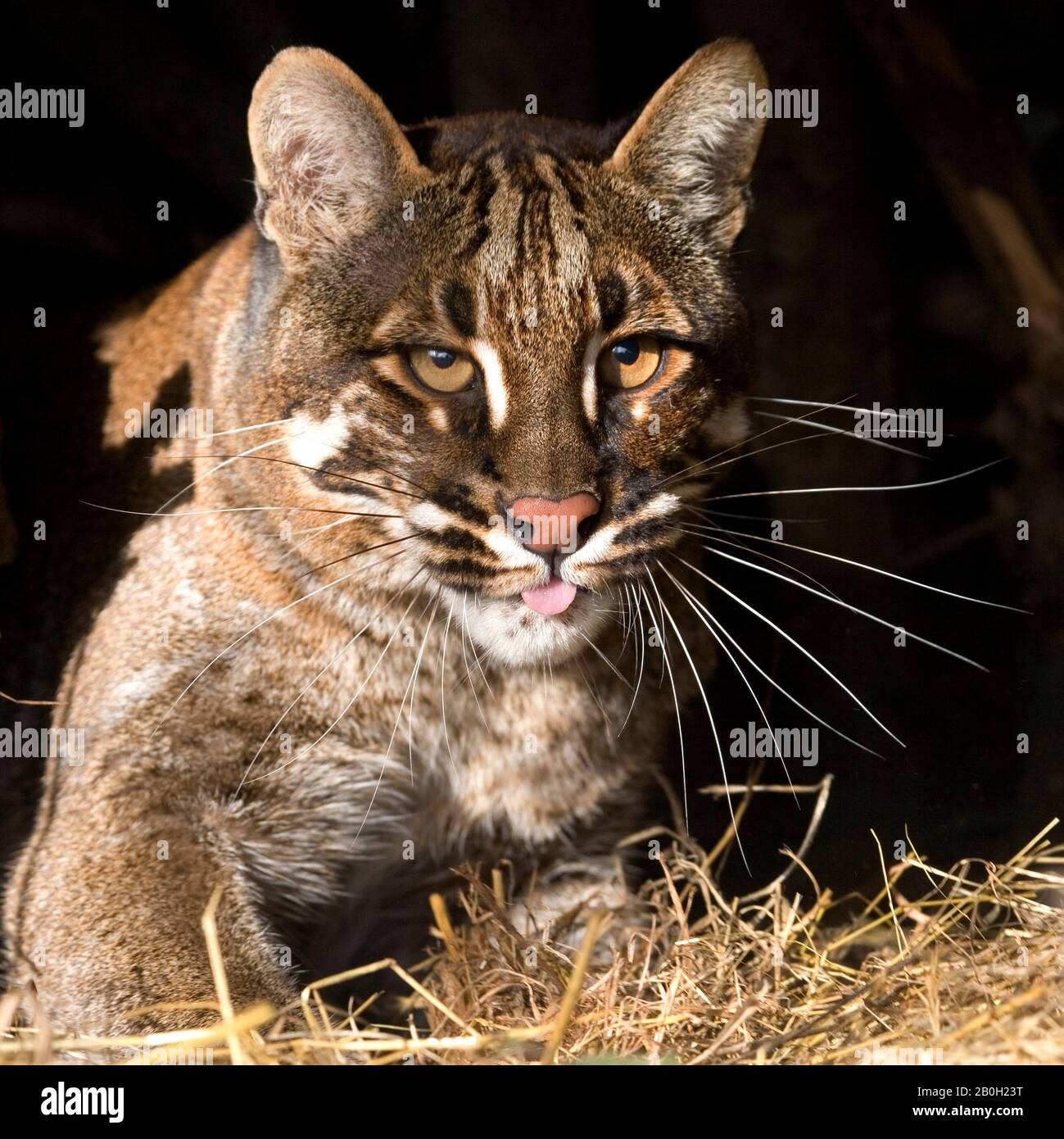 Gatto d'oro asiatico o gatto di Temminck, catopuma tempincki, Ritratto di adulto Foto Stock