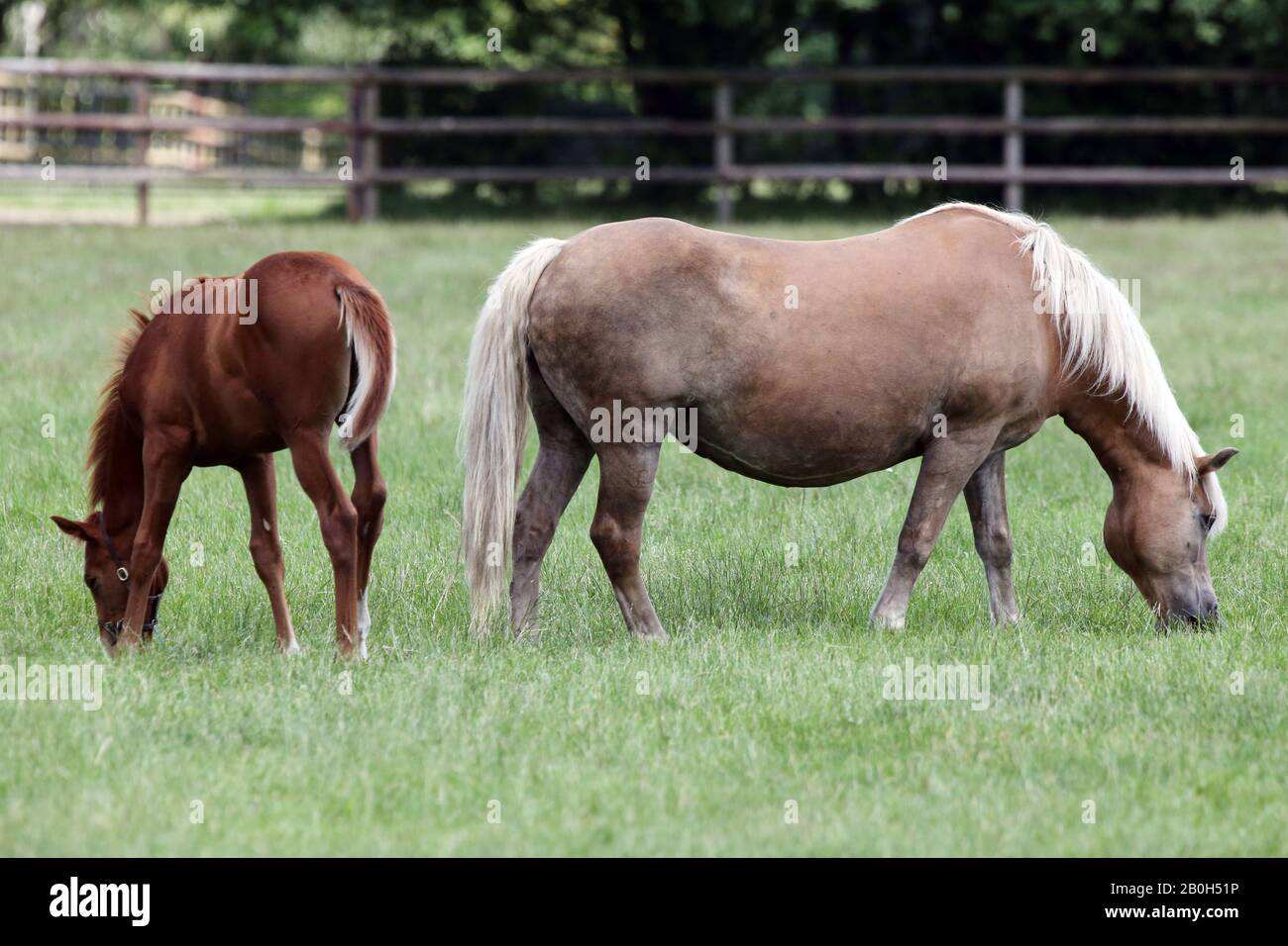 22.06.2019, Bruemmerhof, Bassa Sassonia, Germania - Haflinger mare e purosangue al pascolo su un pascolo. 00S190622D163CAROEX.JPG [VERSIONE MODELLO: NO Foto Stock