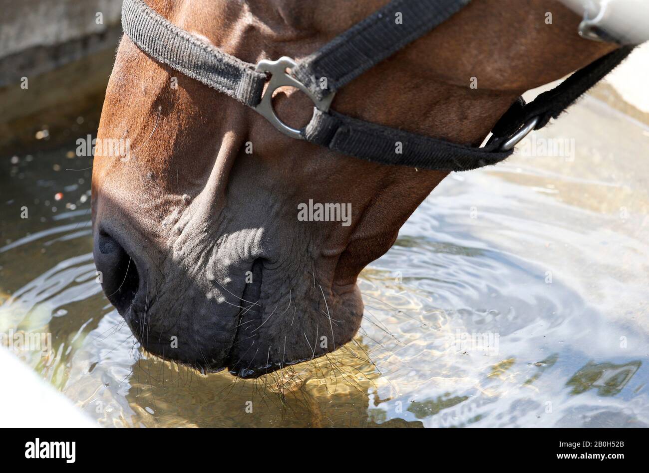 22.06.2019, Bruemmerhof, Bassa Sassonia, Germania - Vista Dettagliata: Il cavallo sta bevendo acqua da una valle sul pascolo. 00S190622D267CAROEX.JPG [MODELLO R Foto Stock