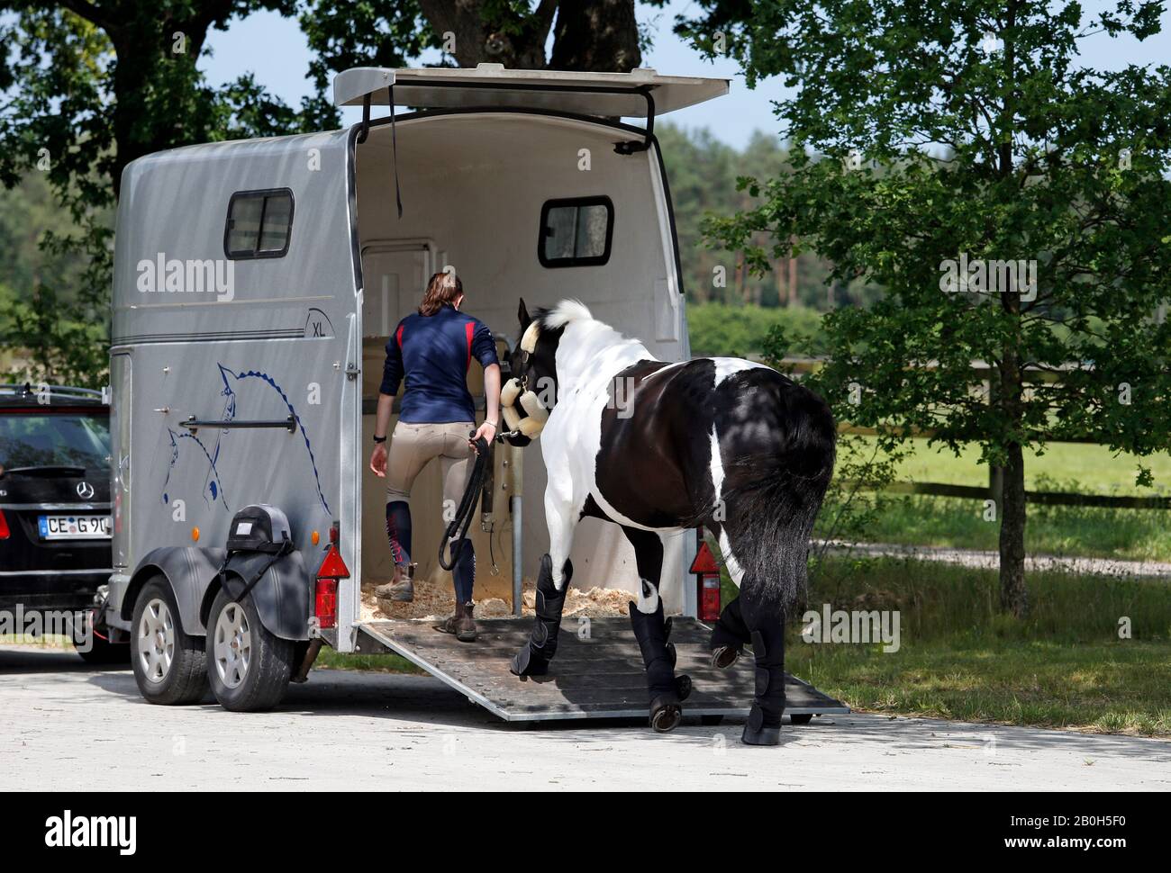 22.06.2019, Bruemmerhof, Bassa Sassonia, Germania - Cavallo caricato in un rimorchio. 00S190622D764CAROEX.JPG [RILASCIO MODELLO: SÌ, RILASCIO PROPRIETÀ: NO (C) Foto Stock