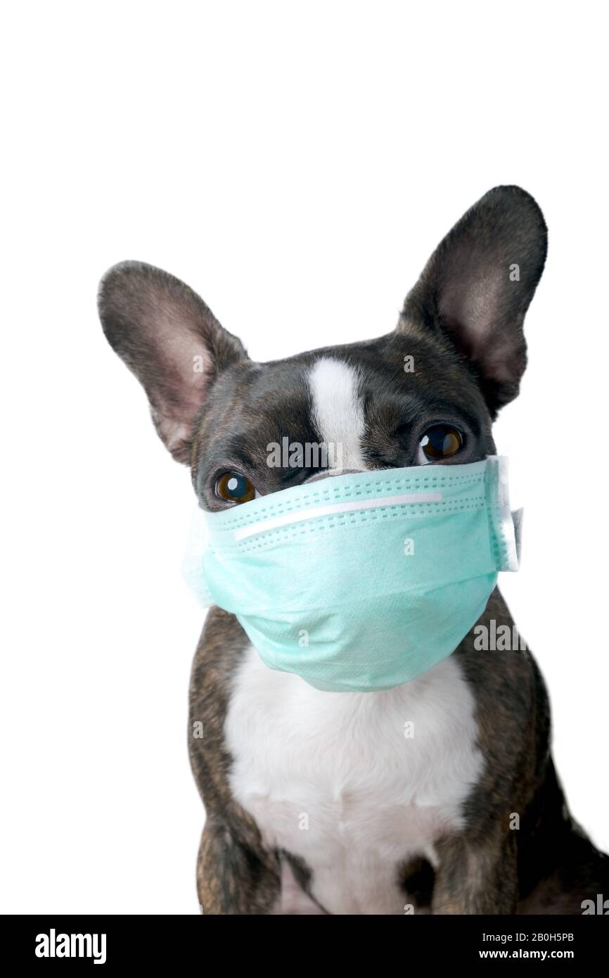 Ritratto di closeup del cane bello boston terrier pura razza blankspace, copyspace con maschera medico verde Foto Stock