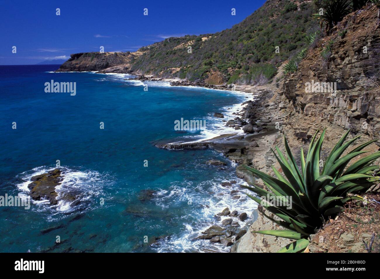 ANTIGUA, COSTA CON PIANTA DEL SECOLO IN PRIMO PIANO Foto Stock