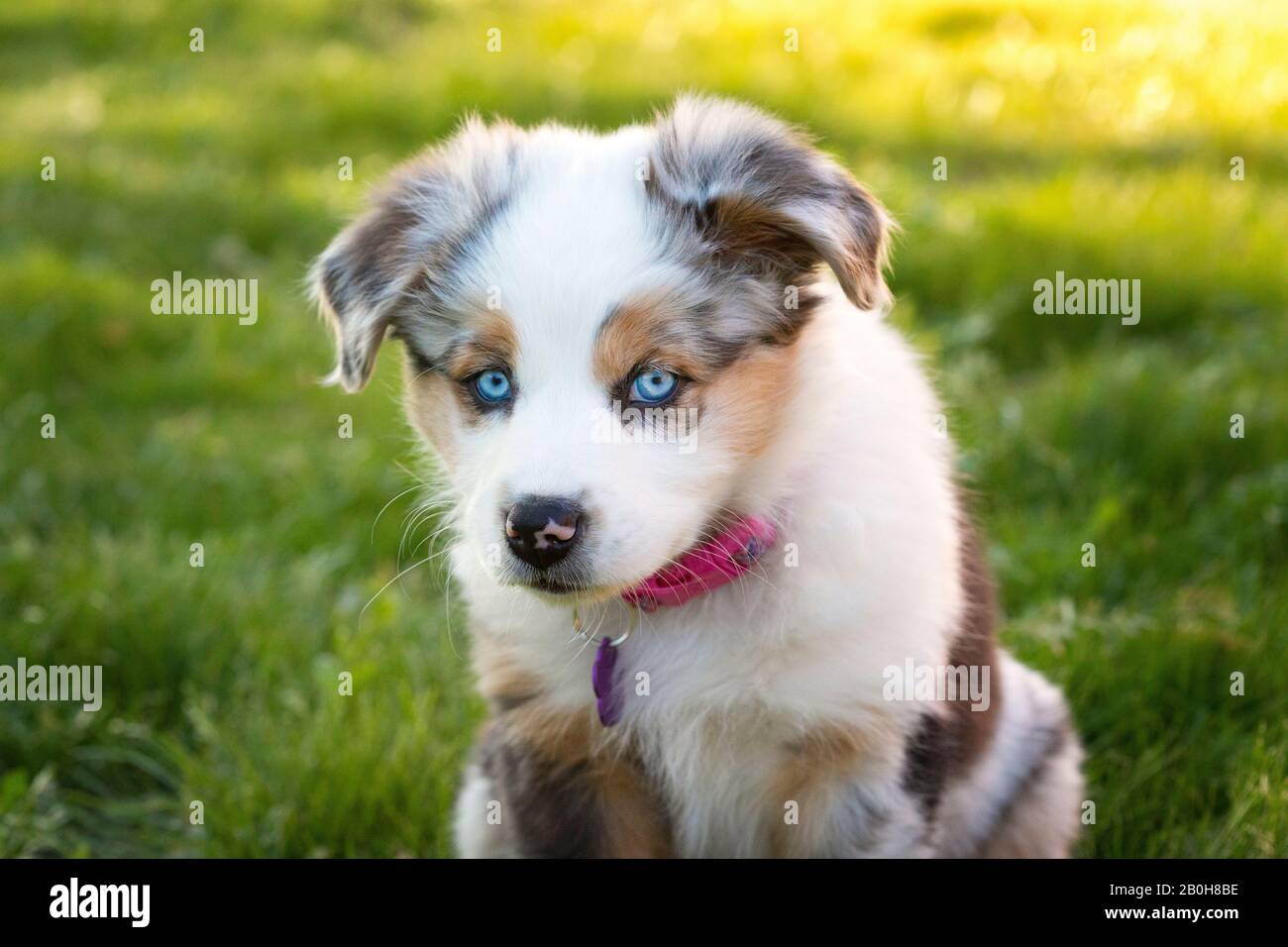 Australian Shepherd Puppy con occhi blu, sul prato soleggiato. Foto Stock