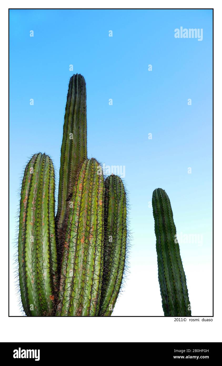 immagine artistica del cactus Foto Stock