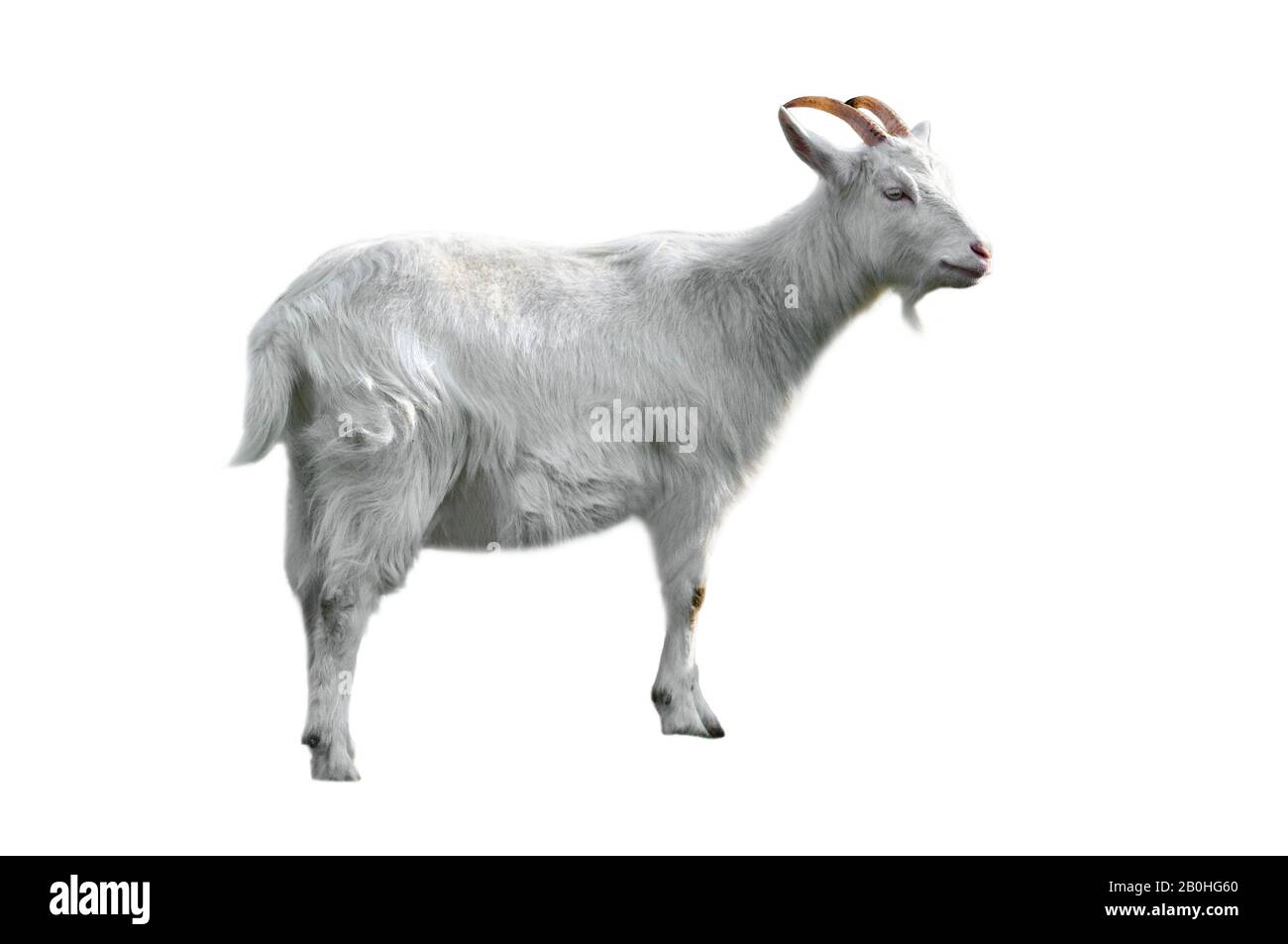 Capra fiamminga di razza belga (Capra hircus), Belgio Foto Stock