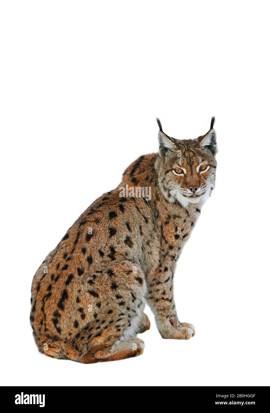 Lynx eurasiatica (Lynx lynx) ritratto su sfondo bianco Foto Stock