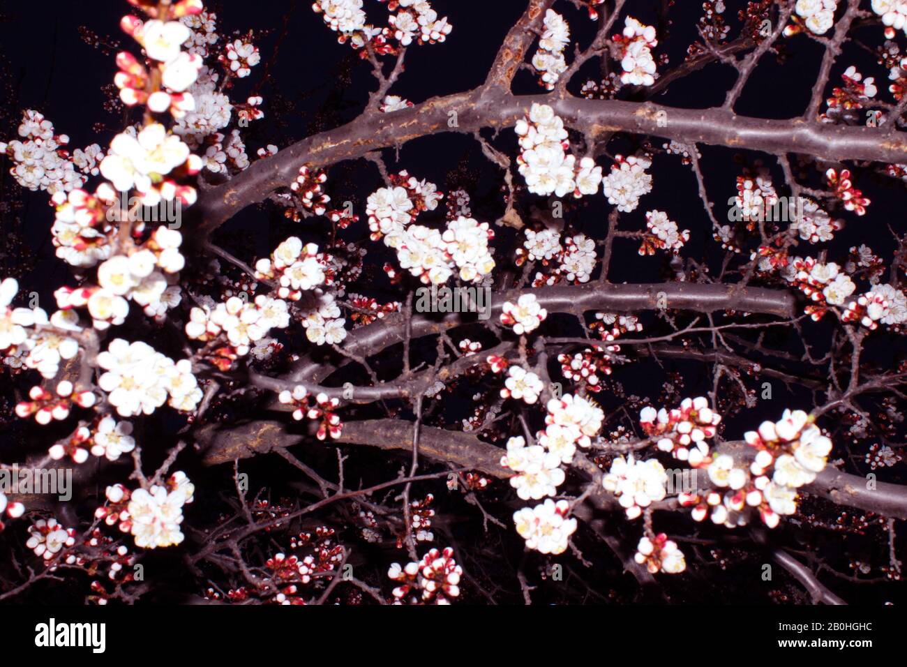 Primo piano fiore ciliegio su sfondo nero - immagine Stock. Gemme sakura giapponese in fiore su cielo scuro con spazio di copia. Foto Stock