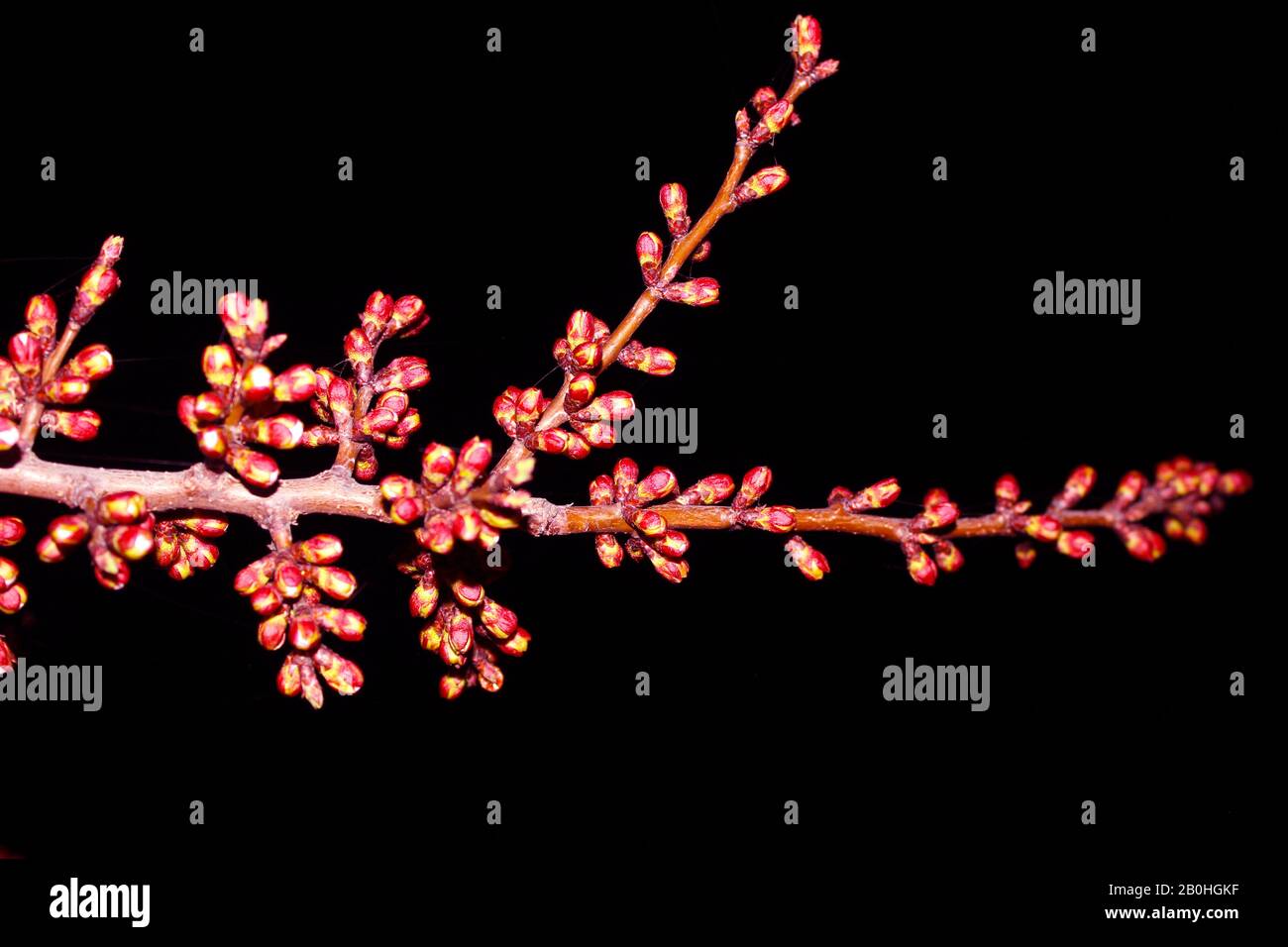 Primo piano fiore ciliegio su sfondo nero - immagine Stock. Gemme e fiori giapponesi sakura in fiore su cielo scuro con spazio di copia. Foto Stock