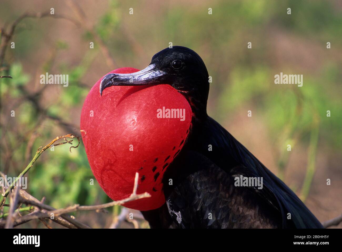 AMERICA DEL SUD, ECUADOR, ISOLA DELLE GALAPAGOS, ISOLA NORD DI SEYMOUR, MASCHIO UCCELLO FREGATA CON THROATPOUCH GONFIATO Foto Stock