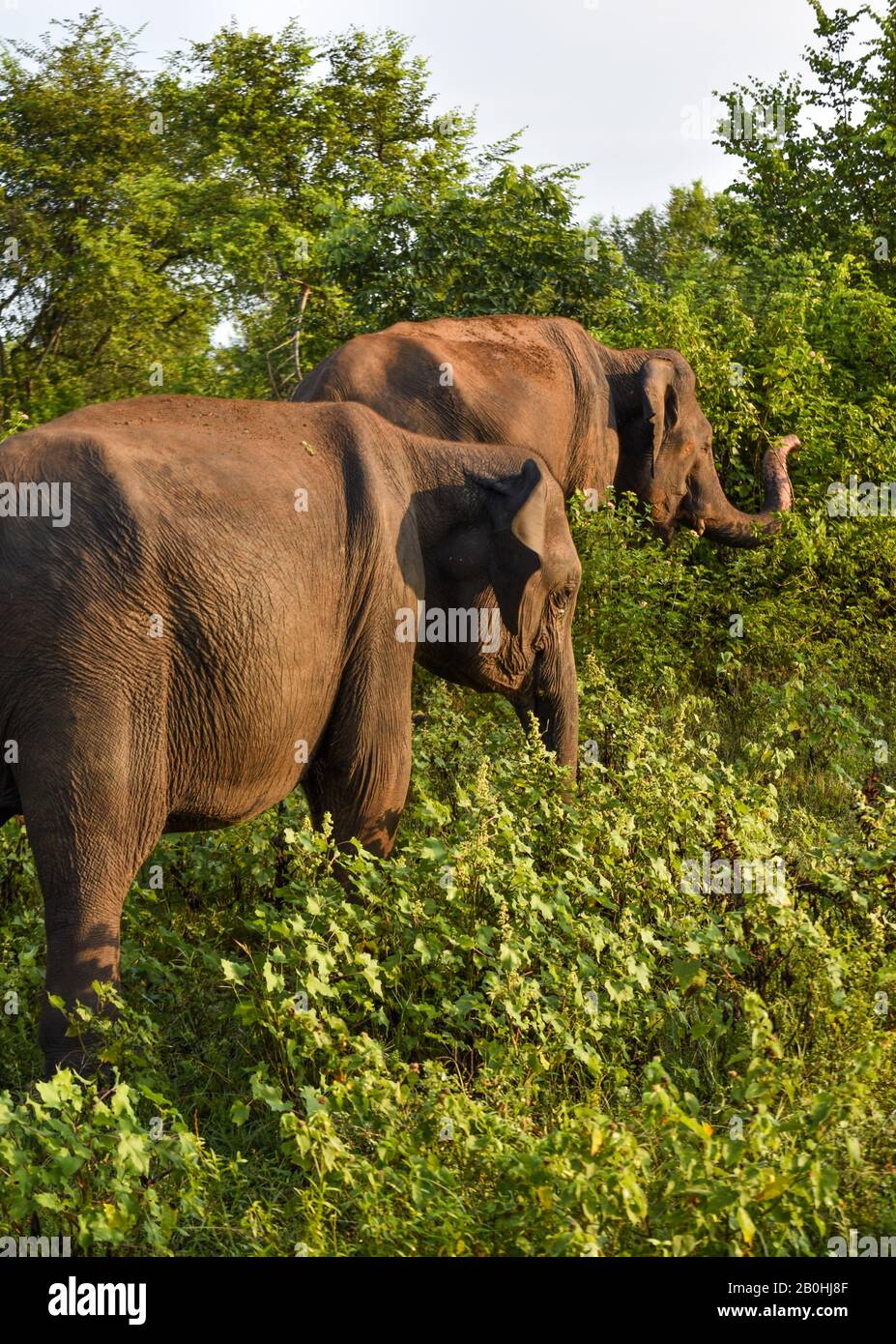 Parco Nazionale Di Udawalawe, Sri Lanka, Asia Foto Stock