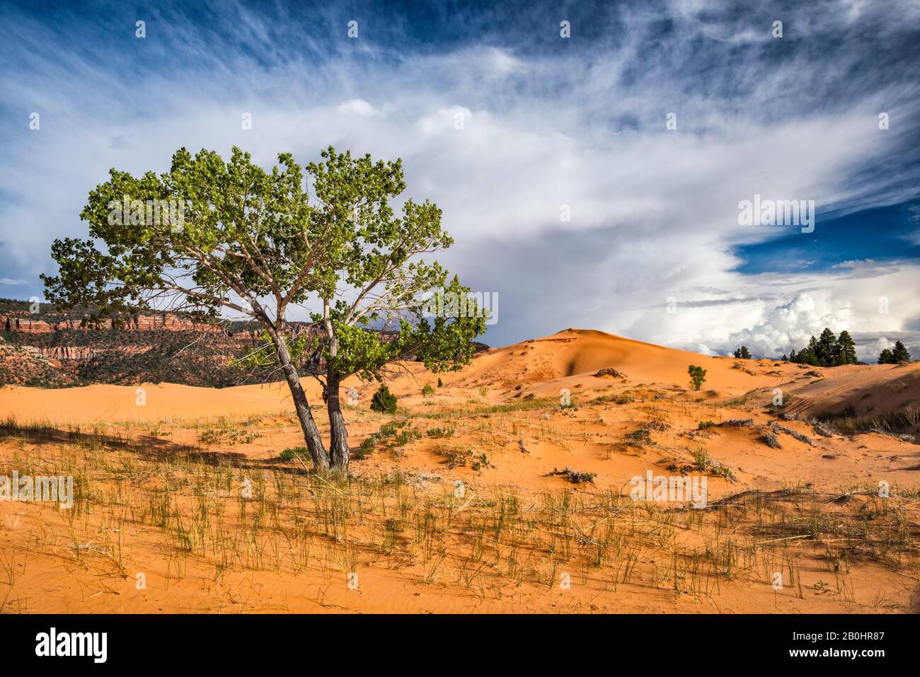 Fremont cottonwood Tree (Populus fremontii), sandreed gigante (Calamovilfa gigantea) erba a duna, tramonto, Coral Pink Sand Dunes state Park, Utah, Stati Uniti Foto Stock