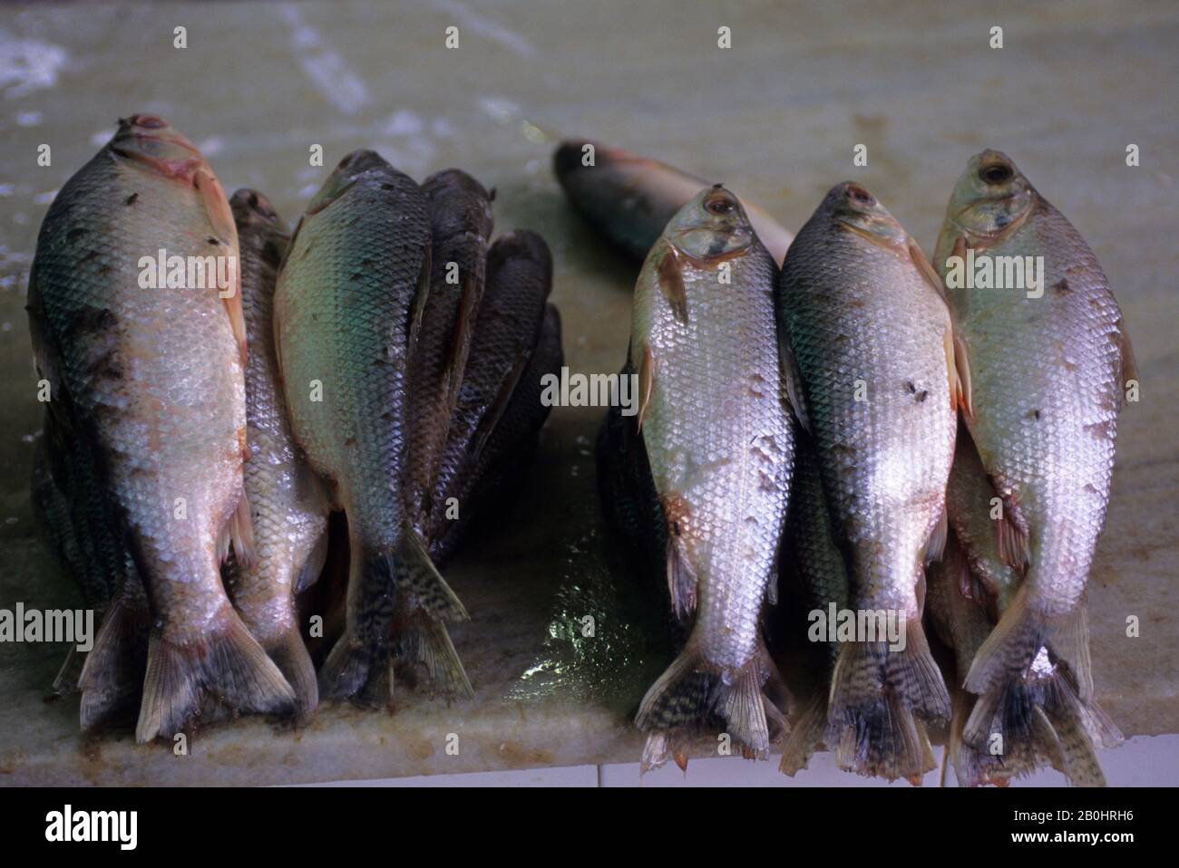 BRASILE, AMAZZONIA, MANAUS, SCENA DEL MERCATO, PESCE FRESCO Foto Stock