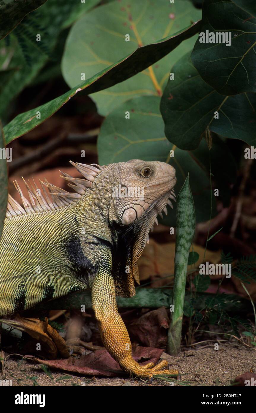 PUERTO RICO, RISERVA NATURALE LAS CABEZAS DE SAN JUAN, IGUANA, IGUANA IGUANA, MASCHIO Foto Stock