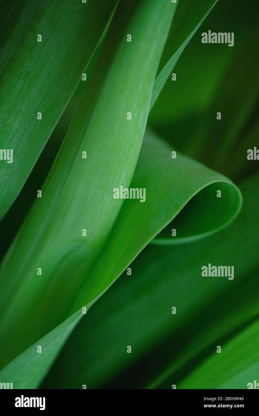 Verde naturale fogliame sfondo. Carta da parati astratta dallo stile minimale. Foto Stock