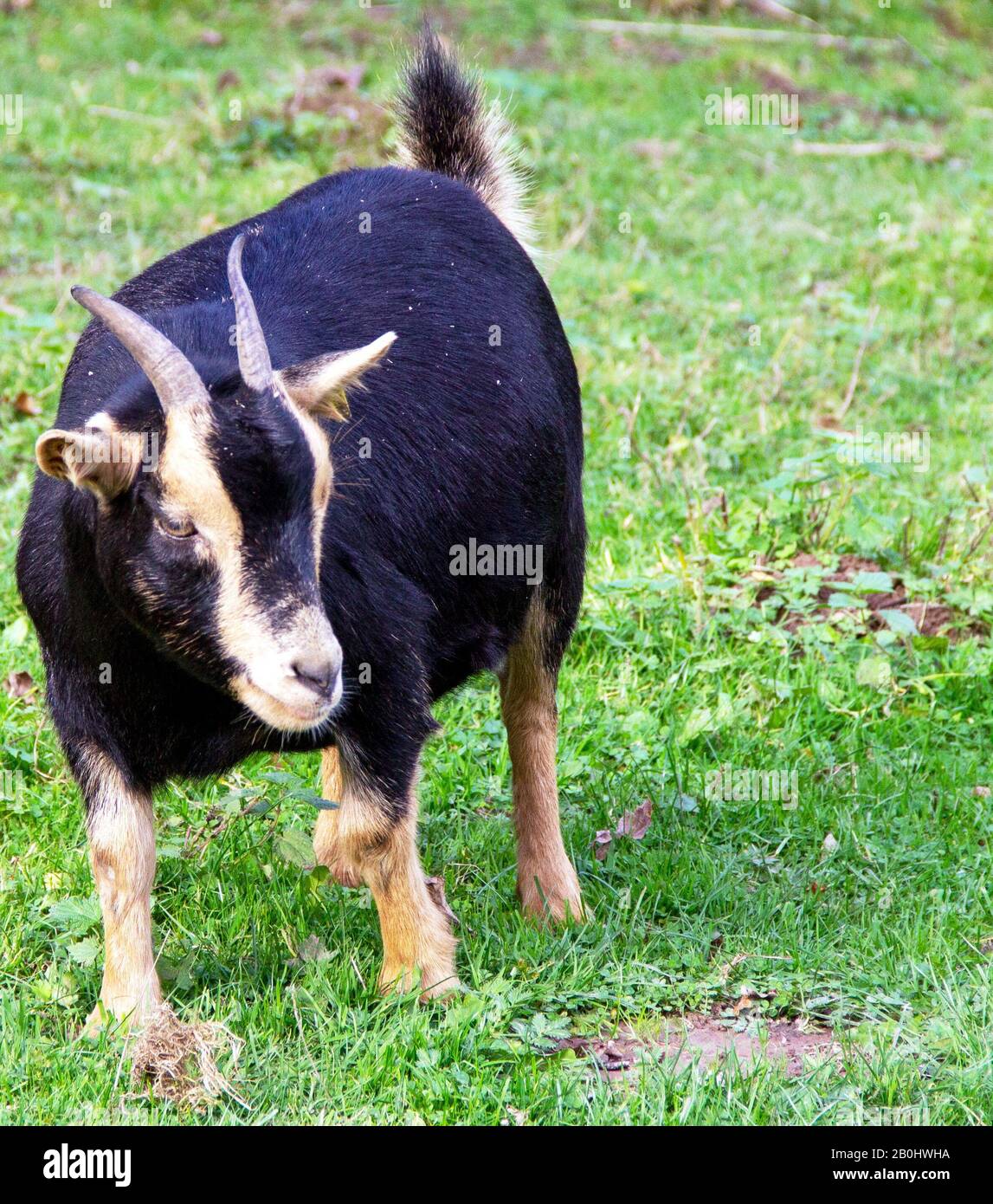 Vista di un nero corno di capra la Foresta Turingia capra Foto Stock