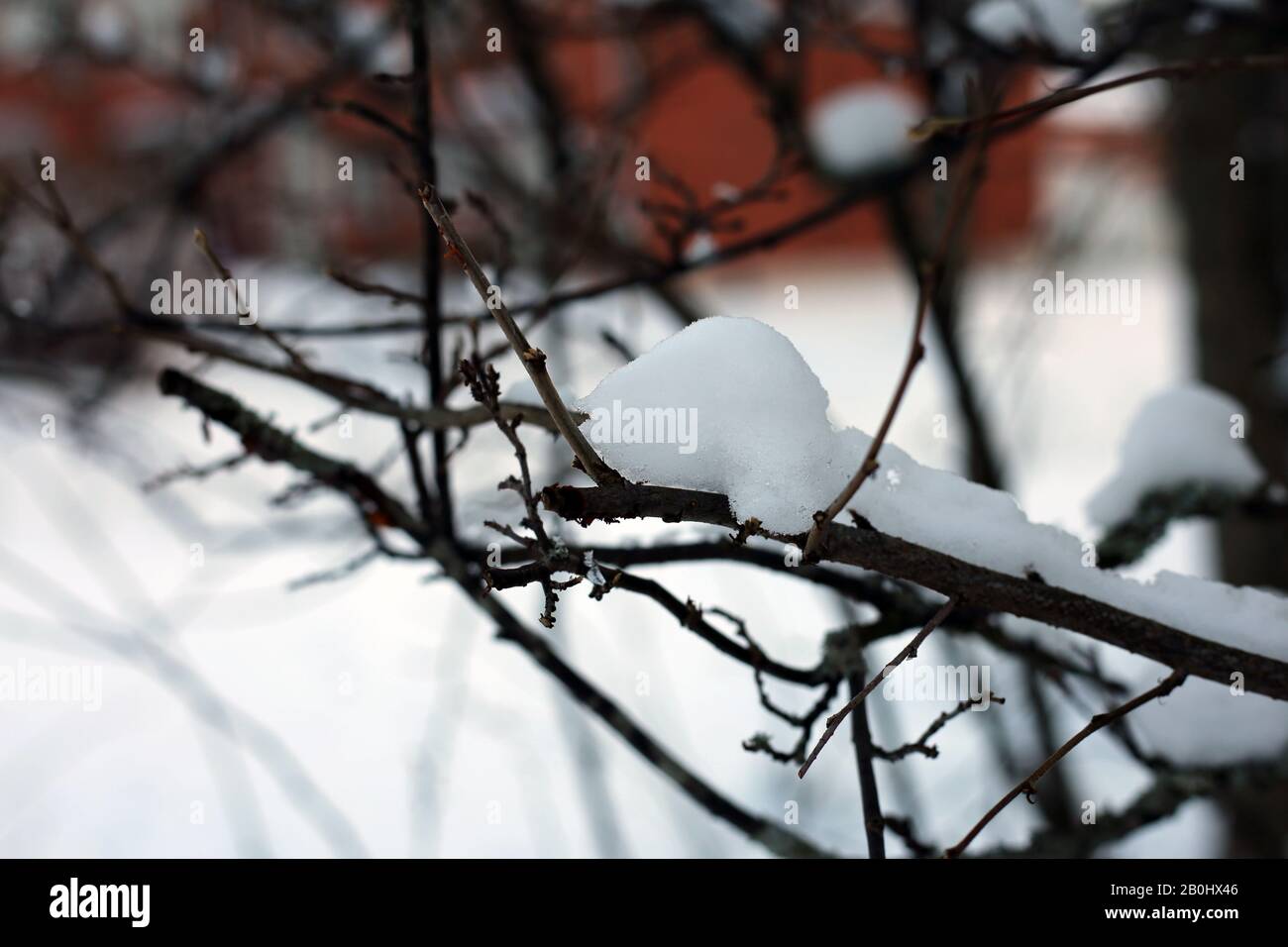 Rami di un albero in un'immagine a colori di primo piano durante il periodo invernale in Finlandia. In questa foto si possono vedere i rami marroni, molta neve e bokeh morbido Foto Stock