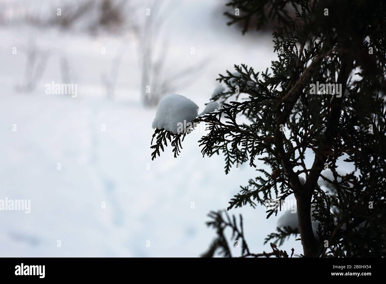 Rami di un albero in un'immagine a colori di primo piano durante il periodo invernale in Finlandia. In questa foto si possono vedere i rami marroni, molta neve e bokeh morbido Foto Stock