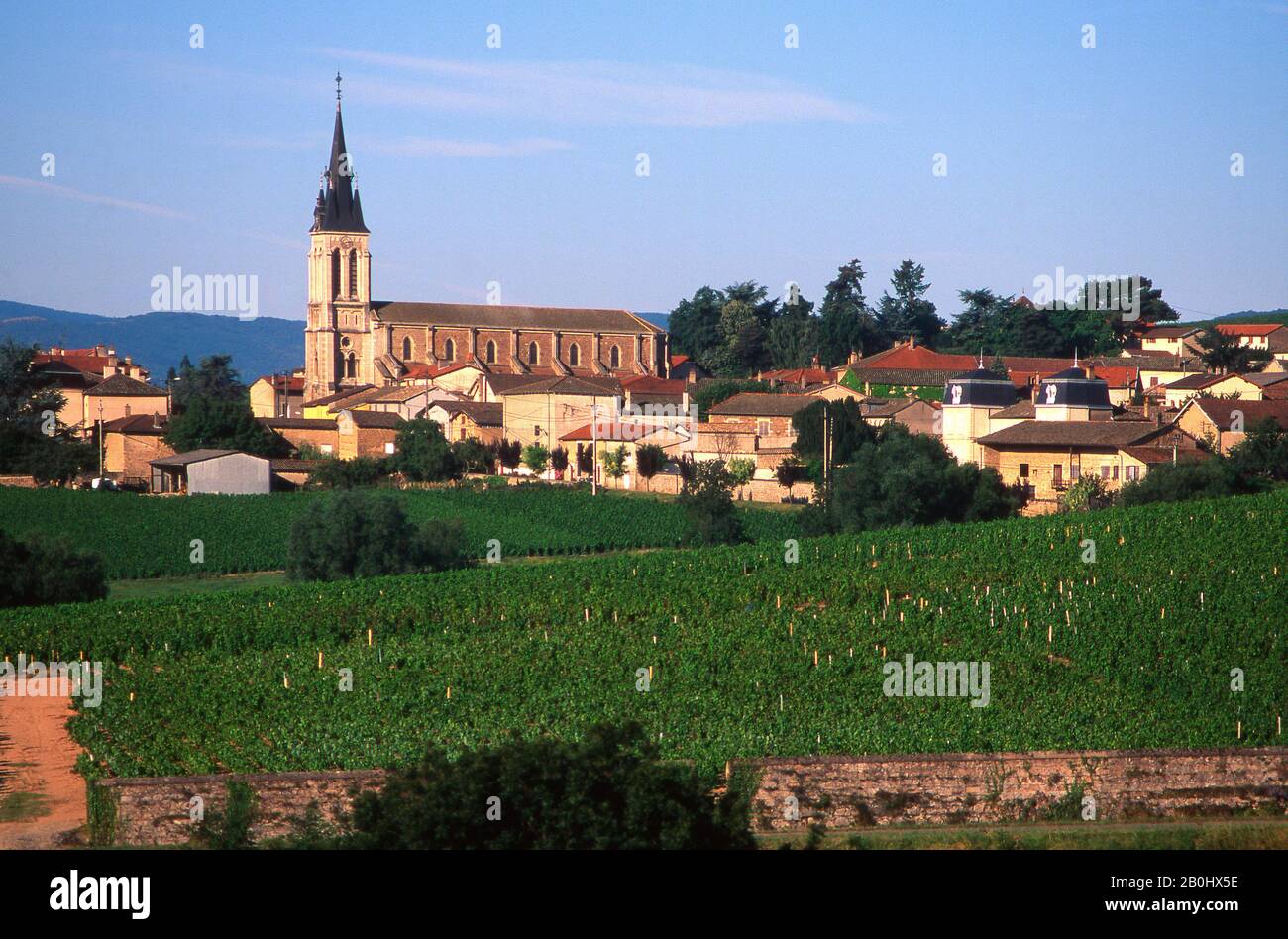 Beaujolais, villaggio Fleurie e il suo vigneto, dipartimento Rhône, Alvernia Rodano. Francia, Europa Foto Stock