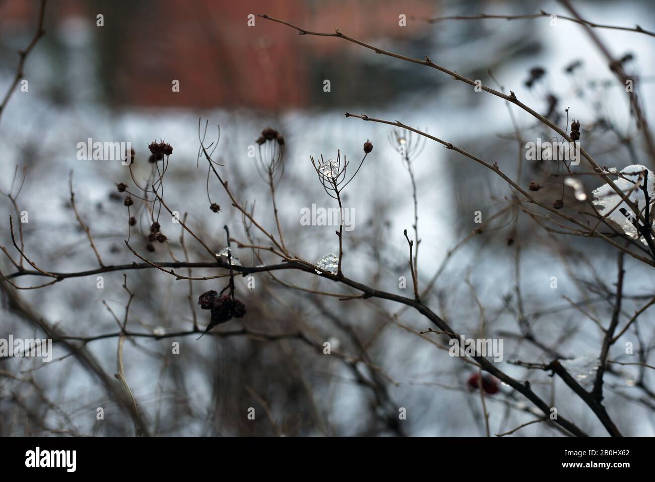 Rami di un albero in un'immagine a colori di primo piano durante il periodo invernale in Finlandia. In questa foto si possono vedere i rami marroni, molta neve e bokeh morbido Foto Stock