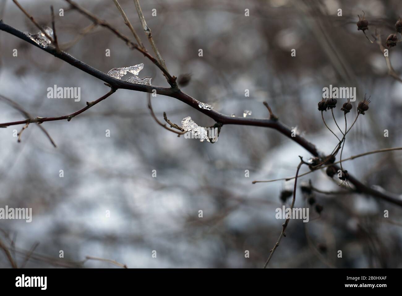 Rami di un albero in un'immagine a colori di primo piano durante il periodo invernale in Finlandia. In questa foto si possono vedere i rami marroni, molta neve e bokeh morbido Foto Stock