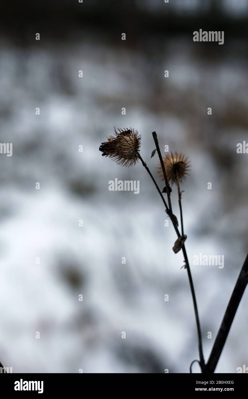 Bacche secche su rami di un cespuglio in un'immagine di colore di primo piano durante il periodo invernale in Finlandia. In questa foto si possono vedere i rami e le bacche marroni. Foto Stock