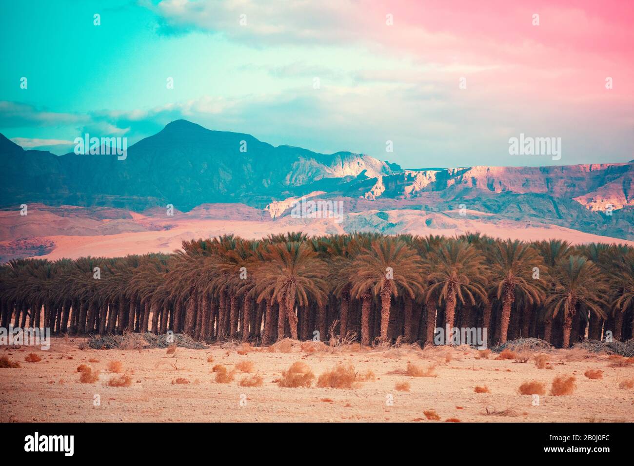 Un'oasi nel deserto. Alberi di palma boschetto nel deserto al tramonto. Piantagione di palme su uno sfondo di montagne. Vista della Giordania Foto Stock