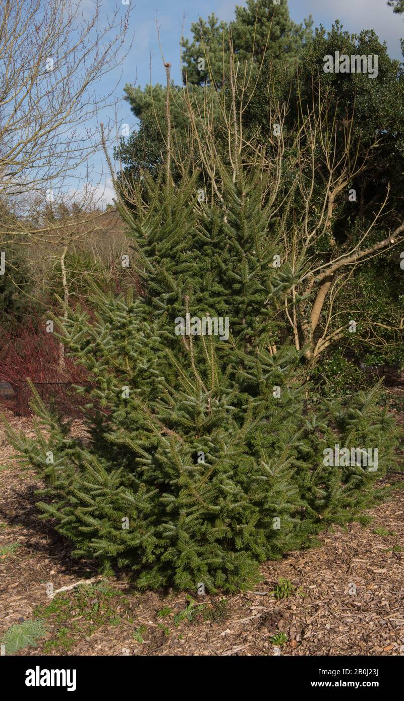 Abete Di Natale (Abies Balsamea) | Semi Del Mondo - Foto 14