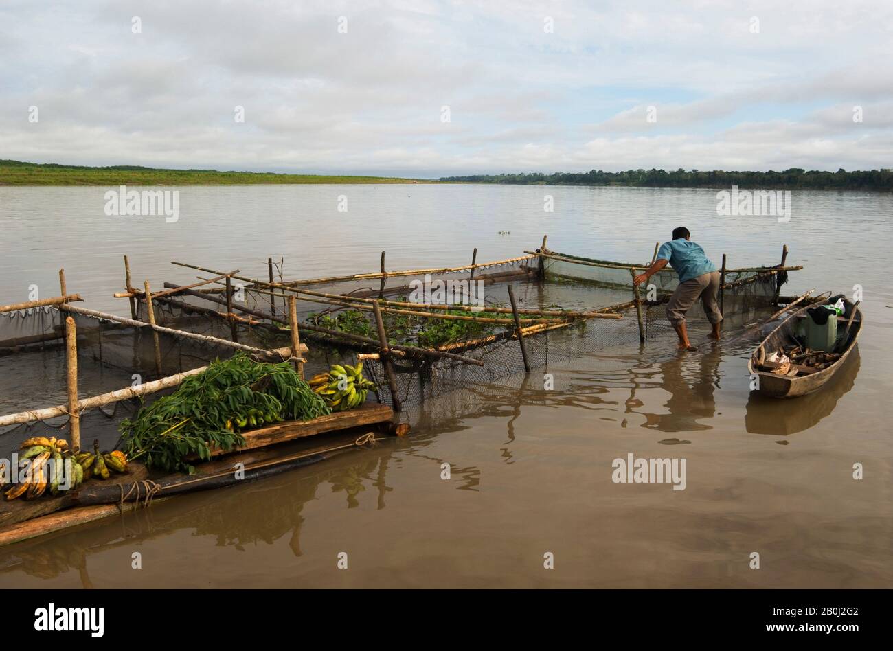 PERÙ, BACINO AMAZZONICO, FIUME UCAYALI, PERSONE CHE VIVONO SU ZATTERA, TRASPORTO DI PESCE VIVO A IQUITOS Foto Stock