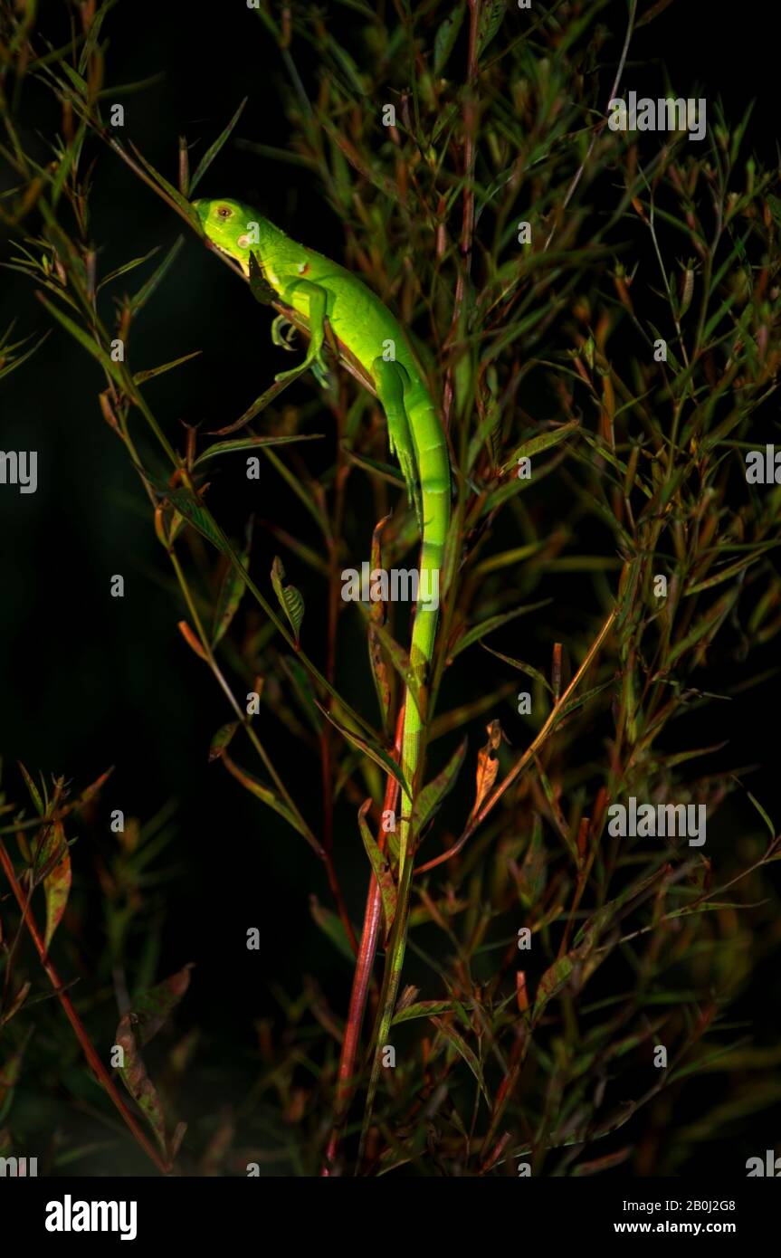 PERÙ, BACINO AMAZZONICO, FIUME UCAYALI, IGUANA VERDE DI NOTTE Foto Stock