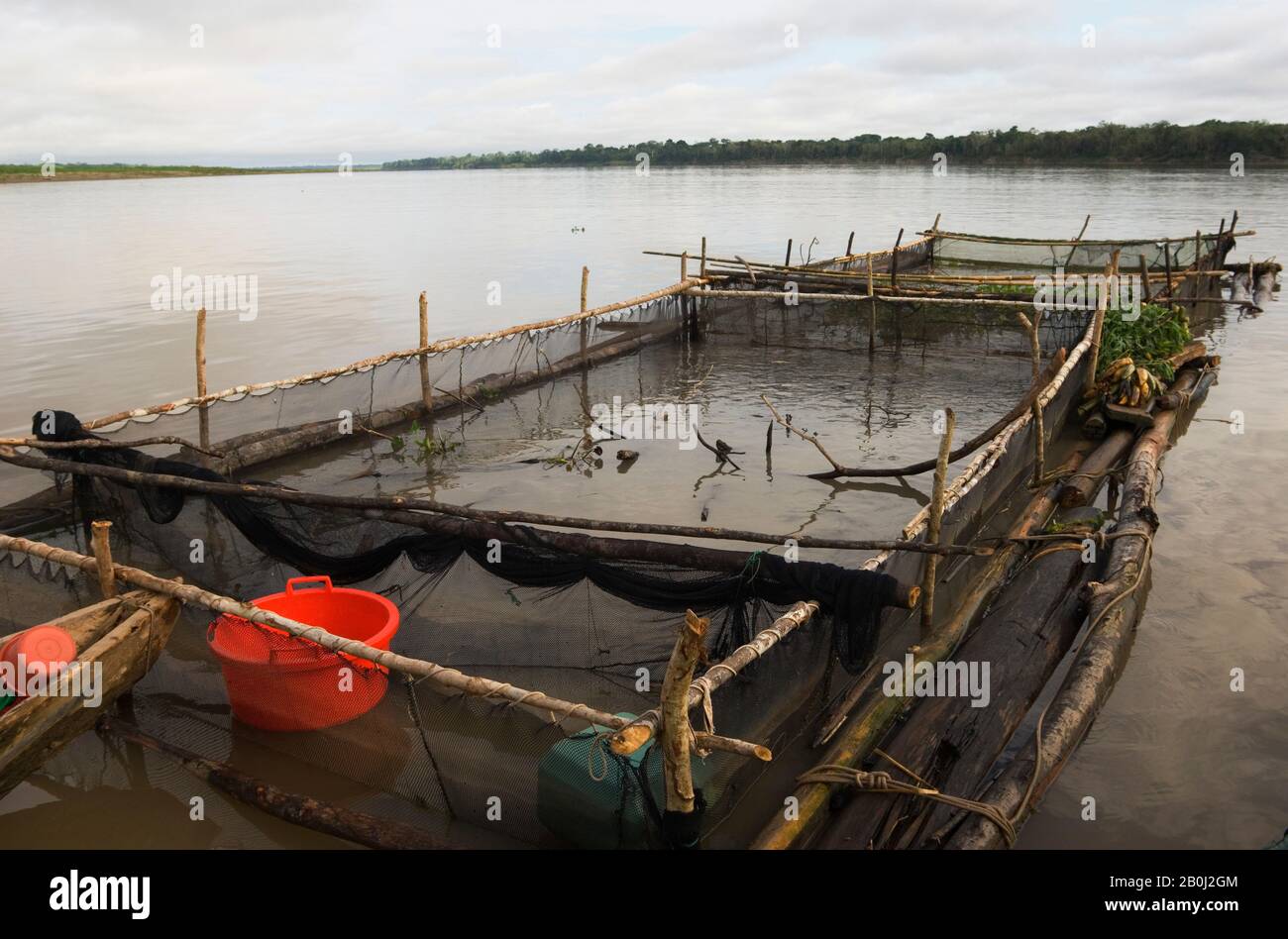 PERÙ, BACINO AMAZZONICO, FIUME UCAYALI, PERSONE CHE VIVONO SU ZATTERA, TRASPORTO DI PESCE VIVO A IQUITOS Foto Stock