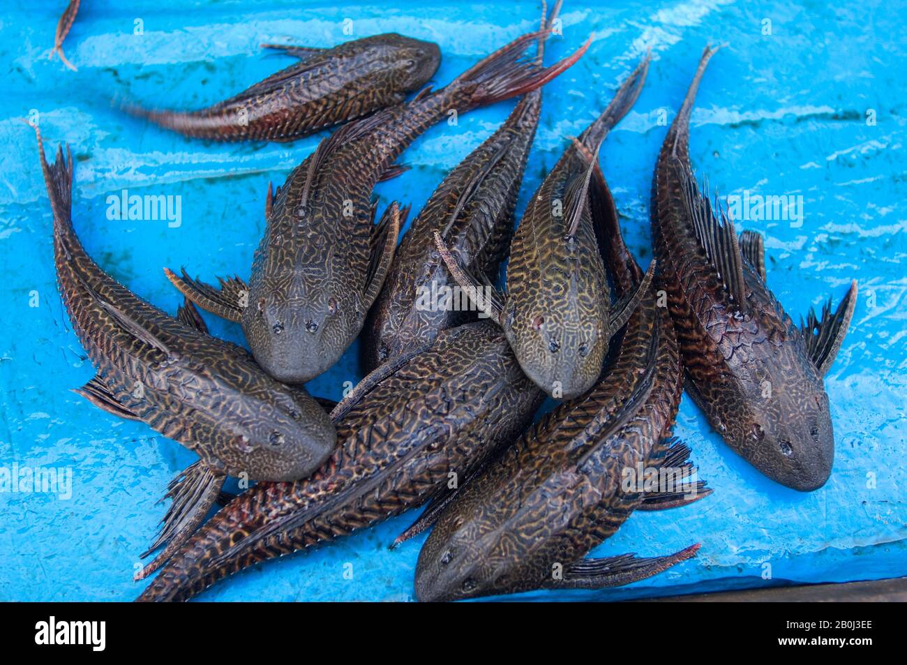 PERÙ, BACINO DEL FIUME AMAZZONIA, VICINO IQUITOS, FIUME MARANON, CITTÀ DI NAUTA, STREET SCENE, PESCE GATTO FORSALE Foto Stock