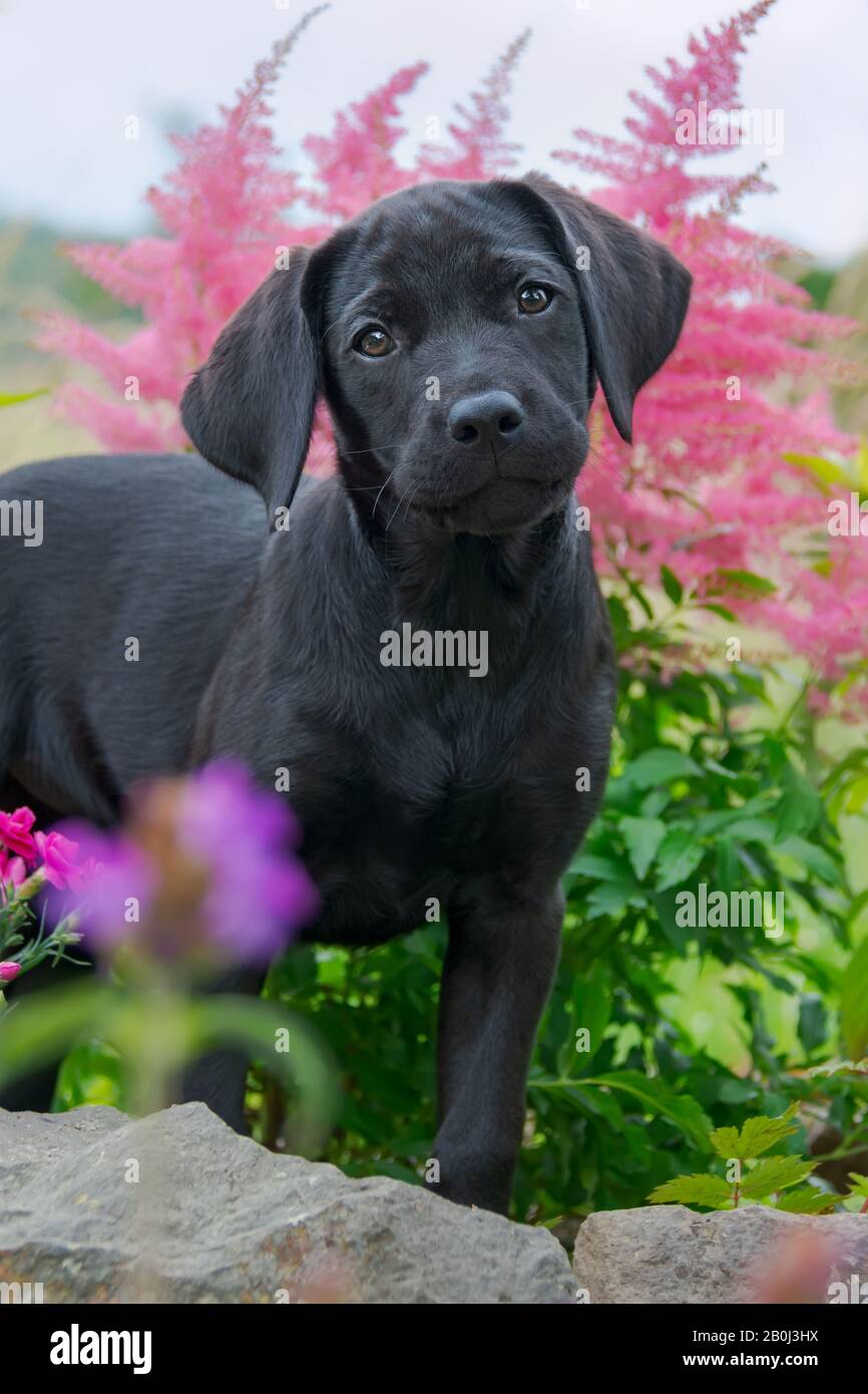Cute nero Labrador Retriever cane cucciolo, 10 settimane di età, in posa in un giardino fiorito Foto Stock