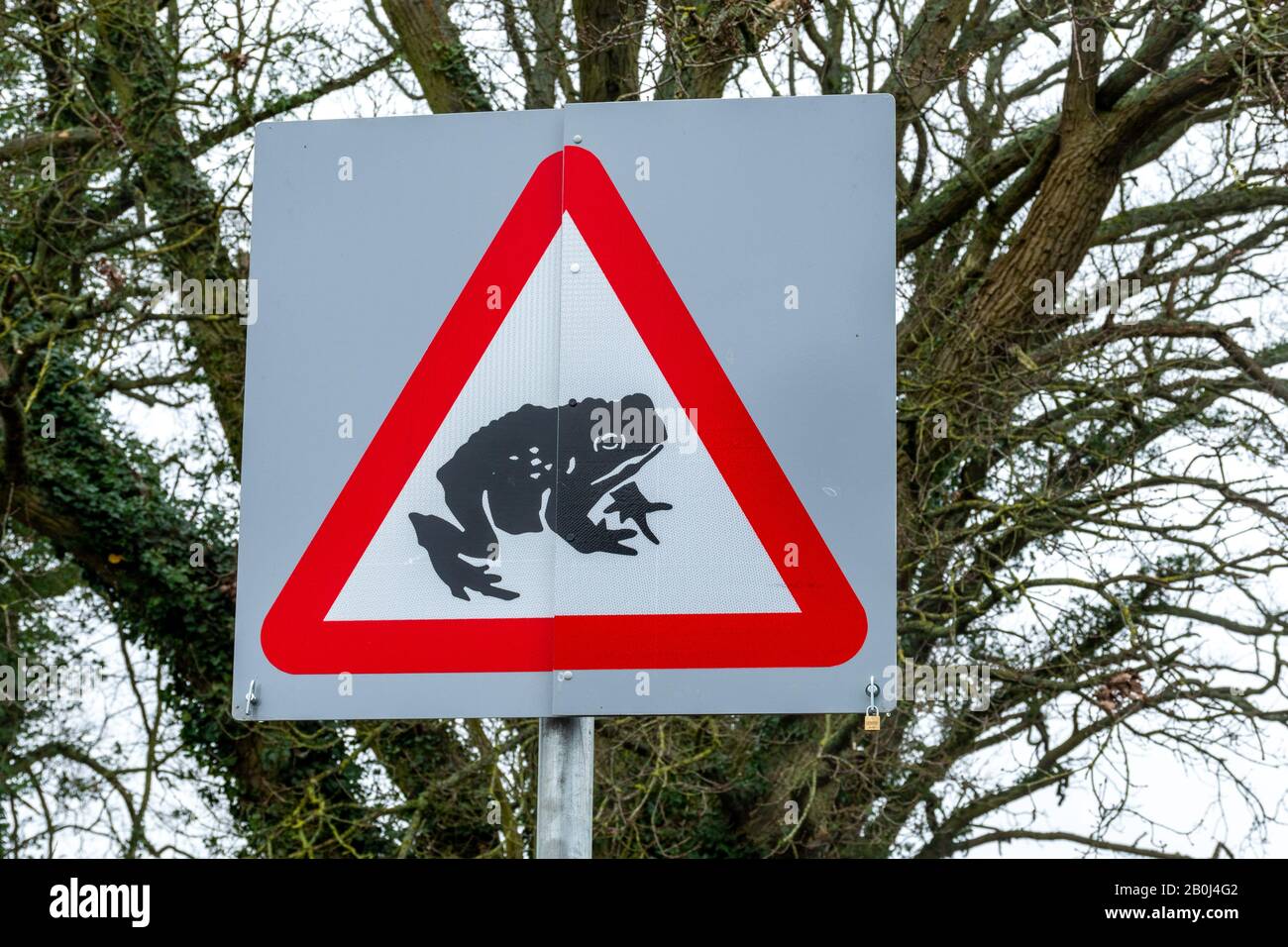 Cartello stradale di attraversamento di Toad su una strada di campagna, Regno Unito Foto Stock