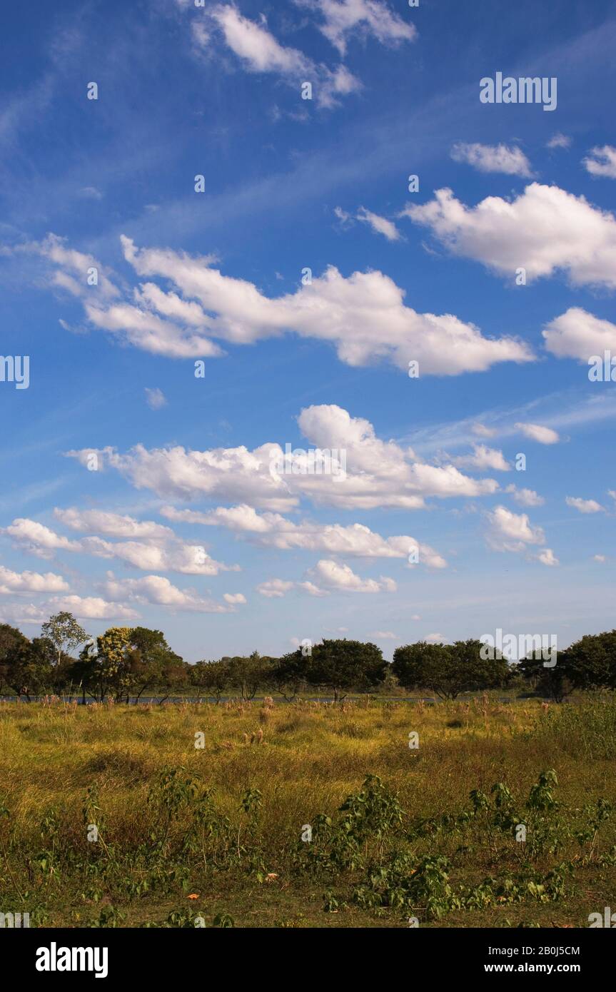 BRASILE, MATO GROSSO, PANTANAL, REFUGIO ECOLOGICO CAIMAN, SAVANNAH PAESAGGIO Foto Stock