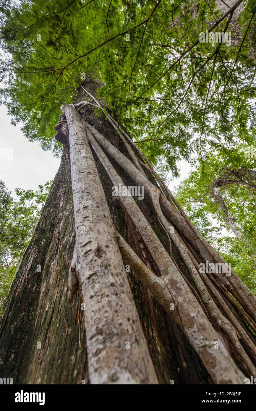 Florida Strangler fico (Ficus aurea), Everglades, Florida Foto Stock