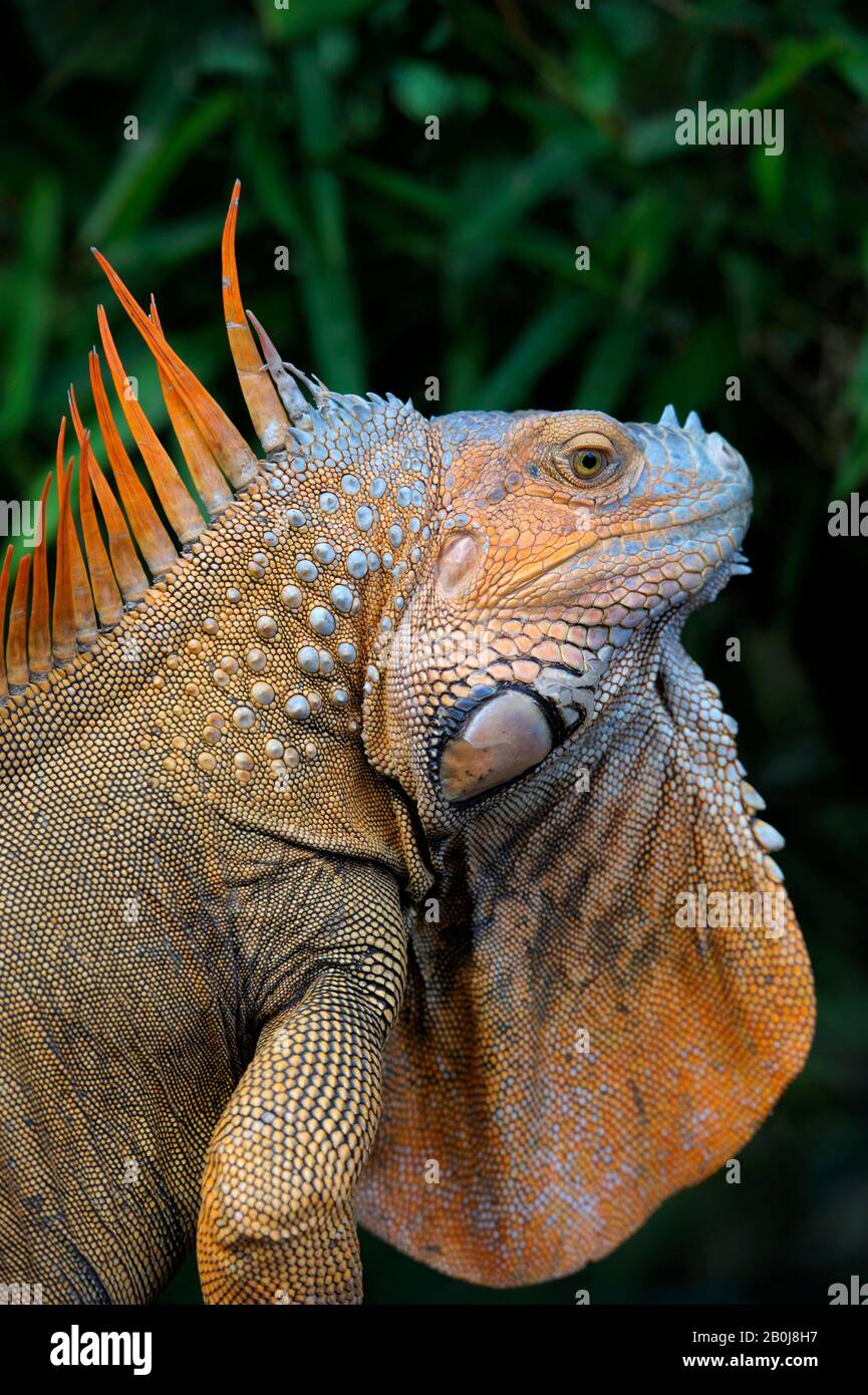 COSTA RICA, MASCHIO IGUANA VERDE (IGUANA IGUANA) IN COLORE DI ALLEVAMENTO, PRIMO PIANO Foto Stock