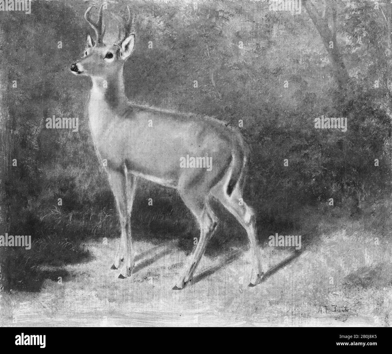 Arthur Fitzwilliam Tait, Deer - Sketch From Nature, American, Arthur Fitzwilliam Tait (Americano, Inghilterra), Liverpool 1819–1905 Yonkers, New York), Ca. 1882, americano, olio su tela, 11 1/2 x 14 in. (29,2 x 35,6 cm), Dipinti Foto Stock