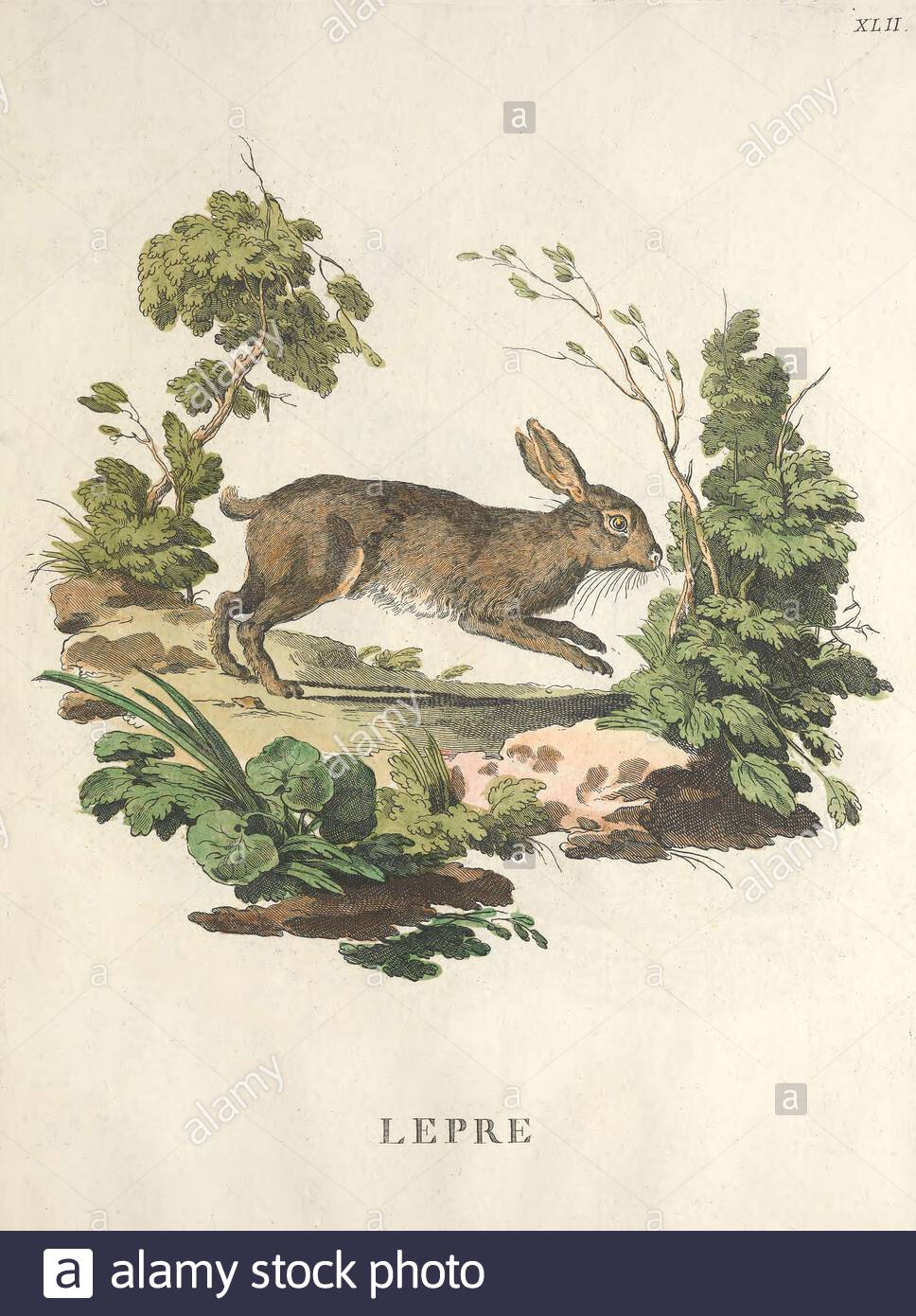 Coniglio selvatico, illustrazione di colore vintage dal 1771 Foto Stock