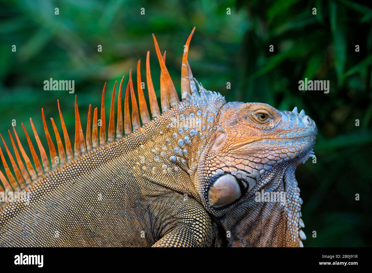 COSTA RICA, MASCHIO IGUANA VERDE (IGUANA IGUANA) IN COLORE DI ALLEVAMENTO, PRIMO PIANO Foto Stock