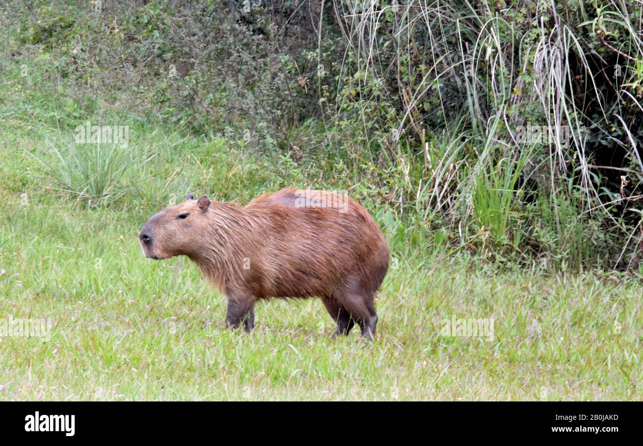 Carpinchos en el Lago Salto Grande, Argentina Foto Stock