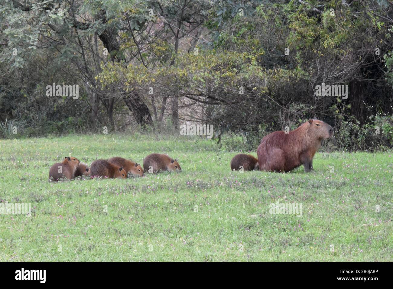 Carpinchos en el Lago Salto Grande, Argentina Foto Stock