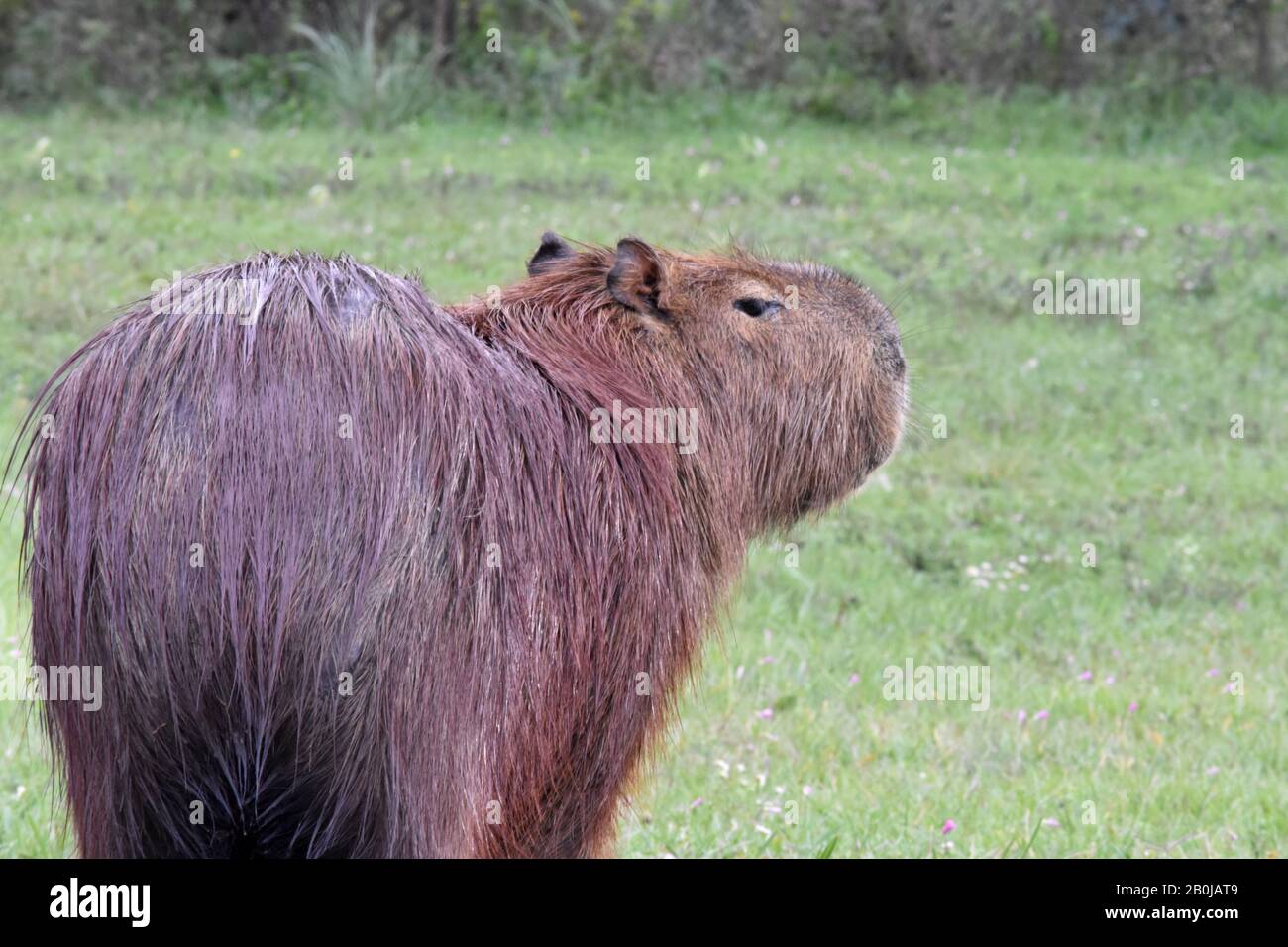 Carpinchos en el Lago Salto Grande, Argentina Foto Stock