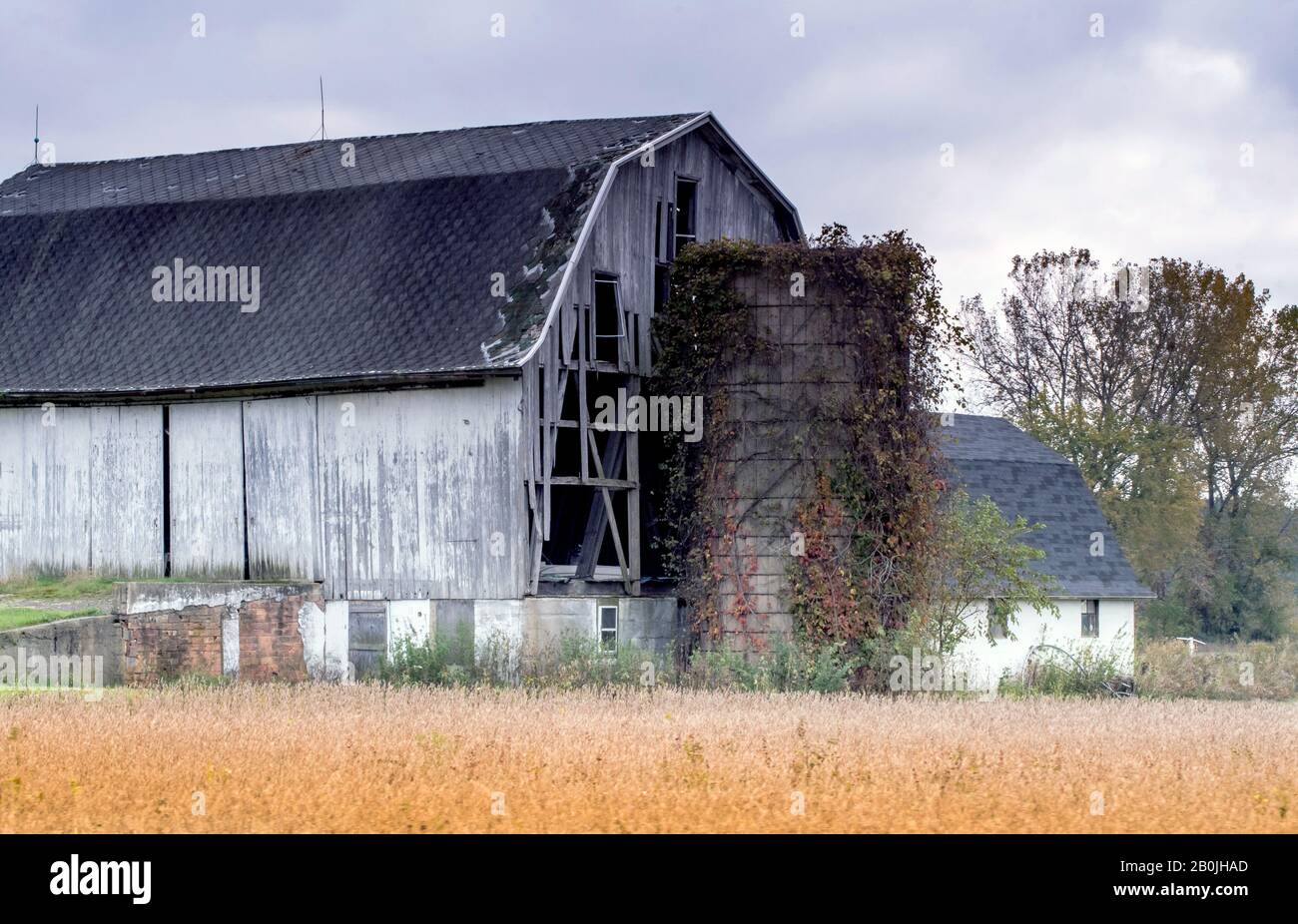 Un alto silo coperto di edera si trova accanto ad un vecchio fienile in campagna Michigan USA Foto Stock