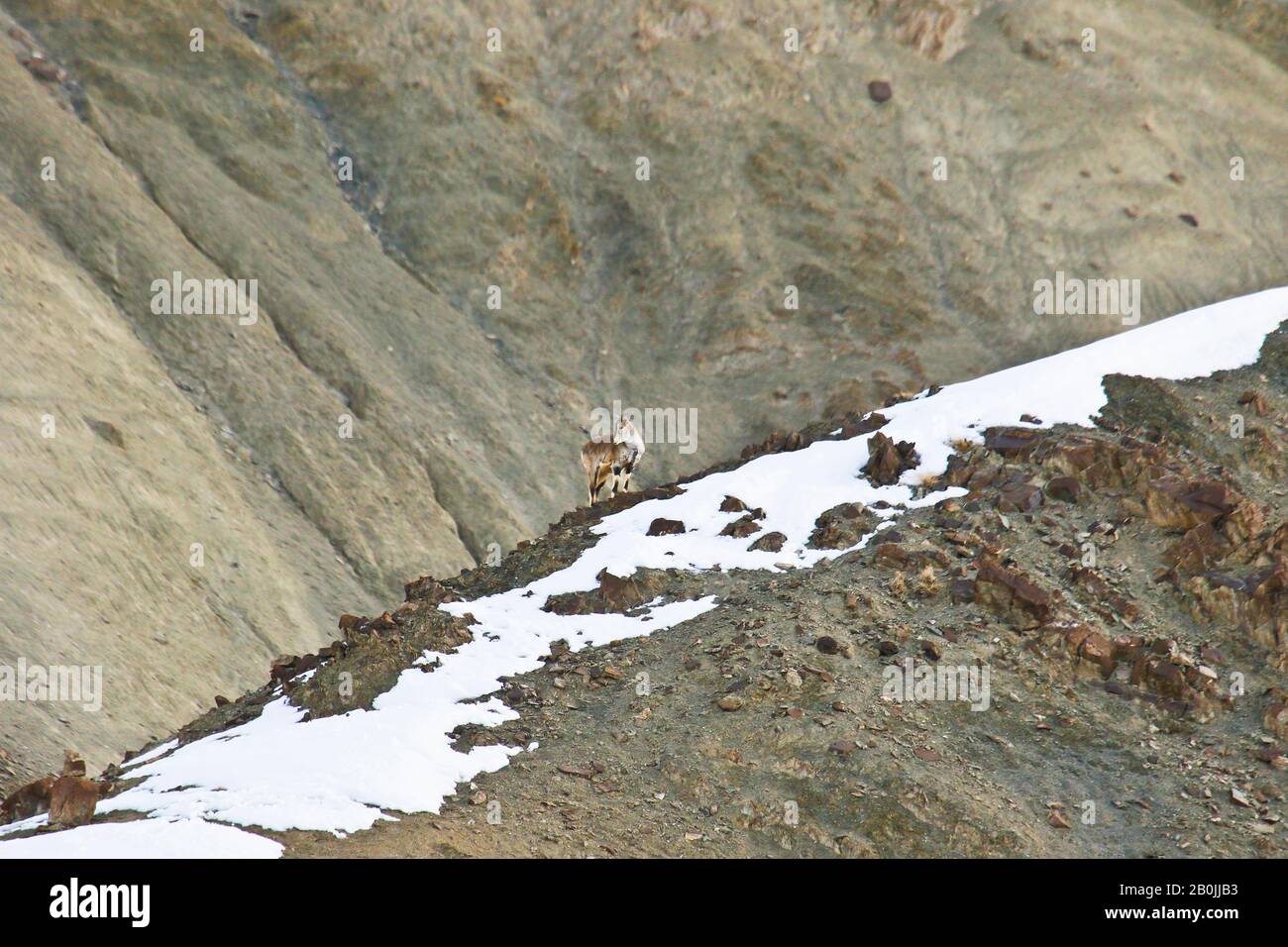 Pecora blu dell'Himalaya, Bharal o naur (nayaur di Pseudois), Parco Nazionale di Hemis. Himalaya. Ladakh, India Foto Stock