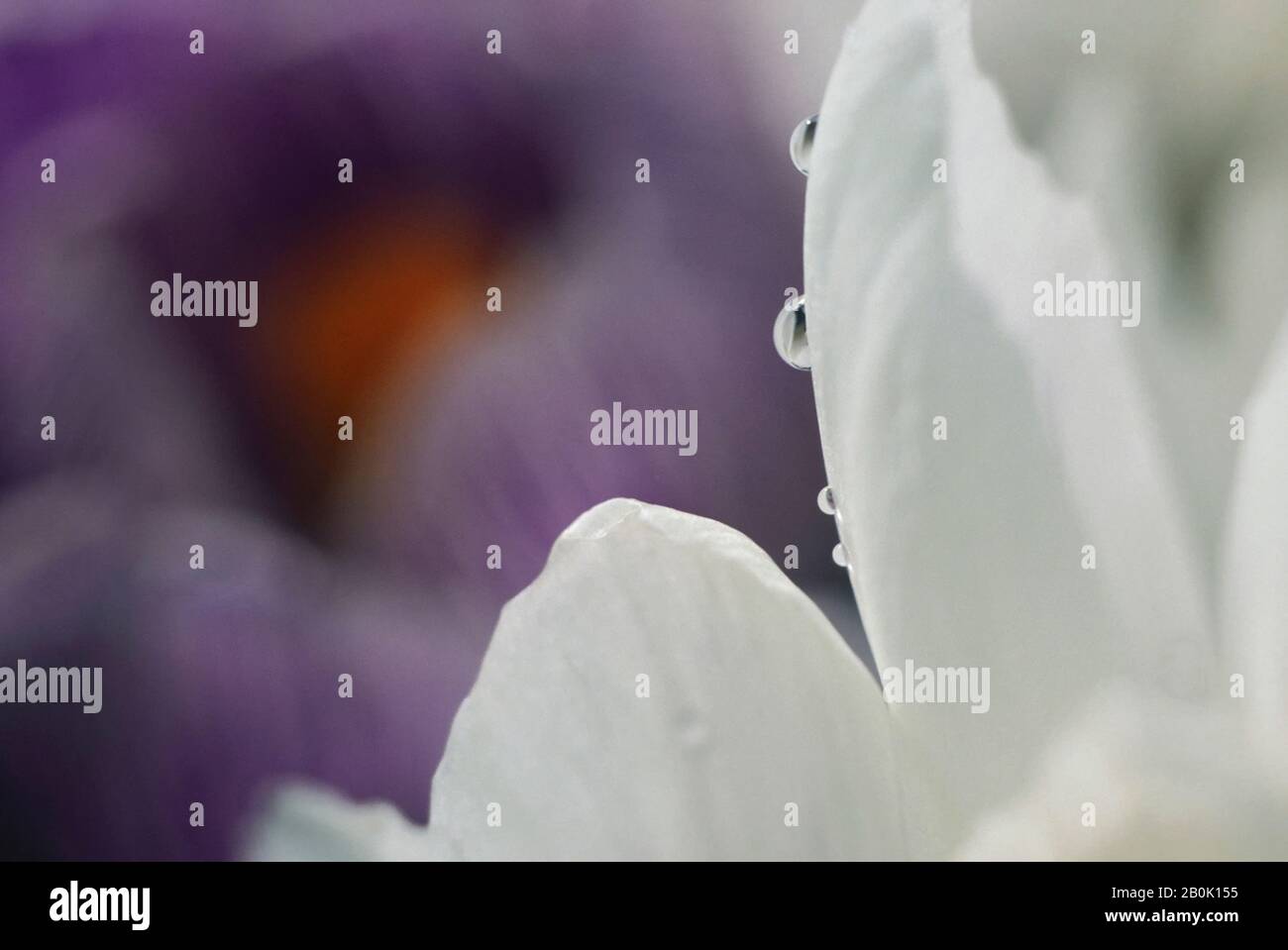 FIORE CROCUS CON GOCCE DI PIOGGIA, PRIMO PIANO Foto Stock