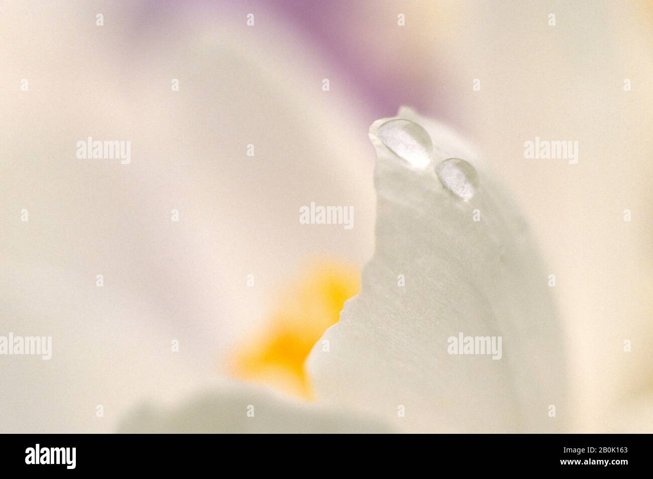 CROCUS FIORE PRIMO PIANO Foto Stock